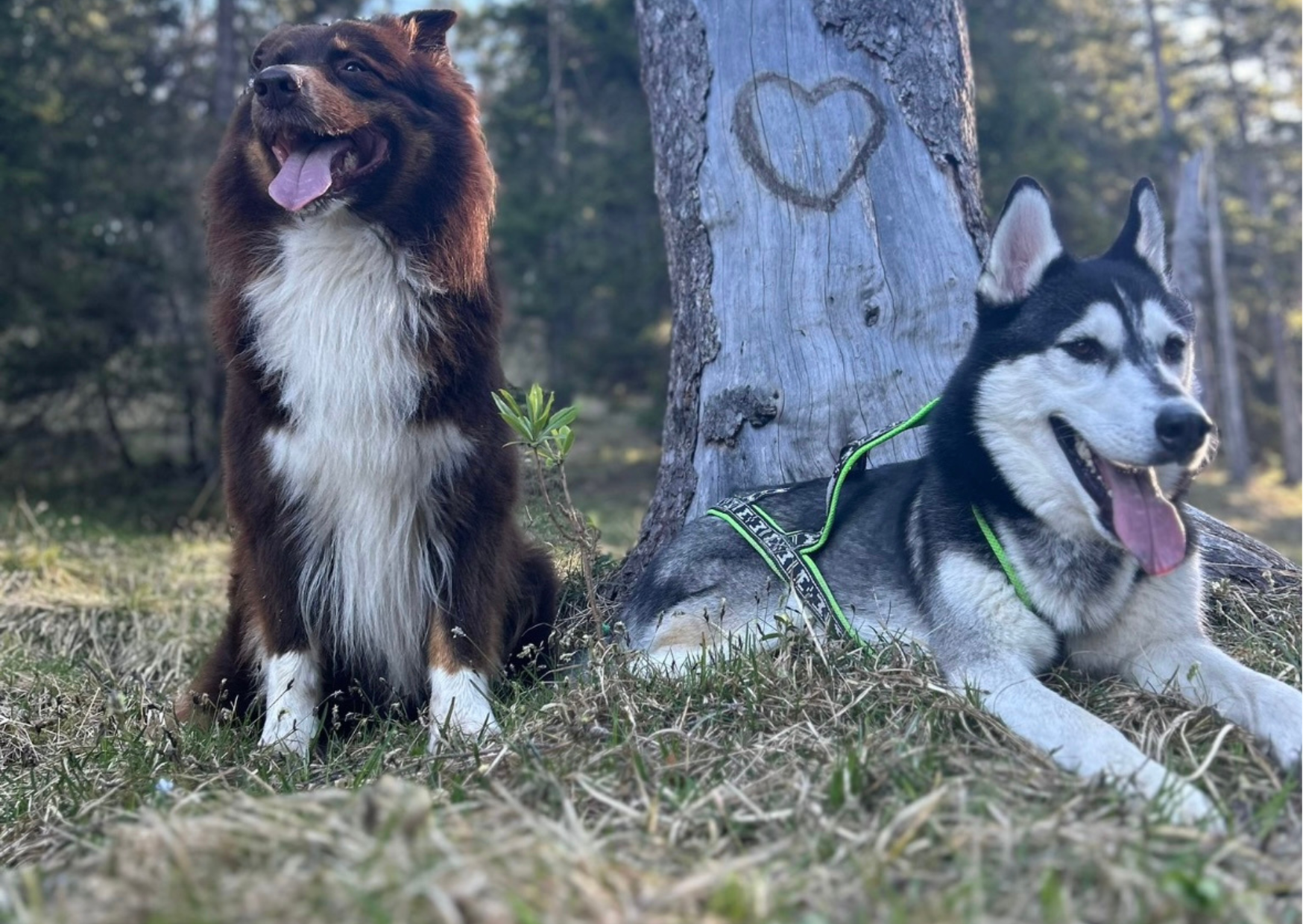 Urlaub-mit-Hund: Ein tolles Hunde-Duo - Panoramahotel Talhof Garni & more