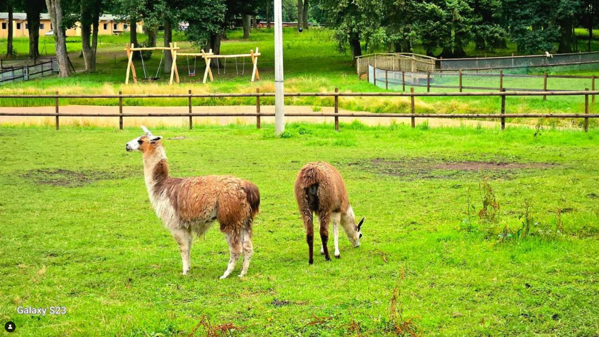 Urlaub-mit-Hund: Streichelzoo - Lamas - Bernsteinland Wendorf