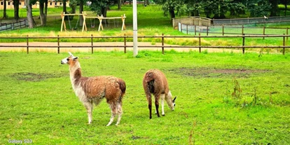 Hundehotel - Plau am See - Streichelzoo - Lamas - Bernsteinland Wendorf