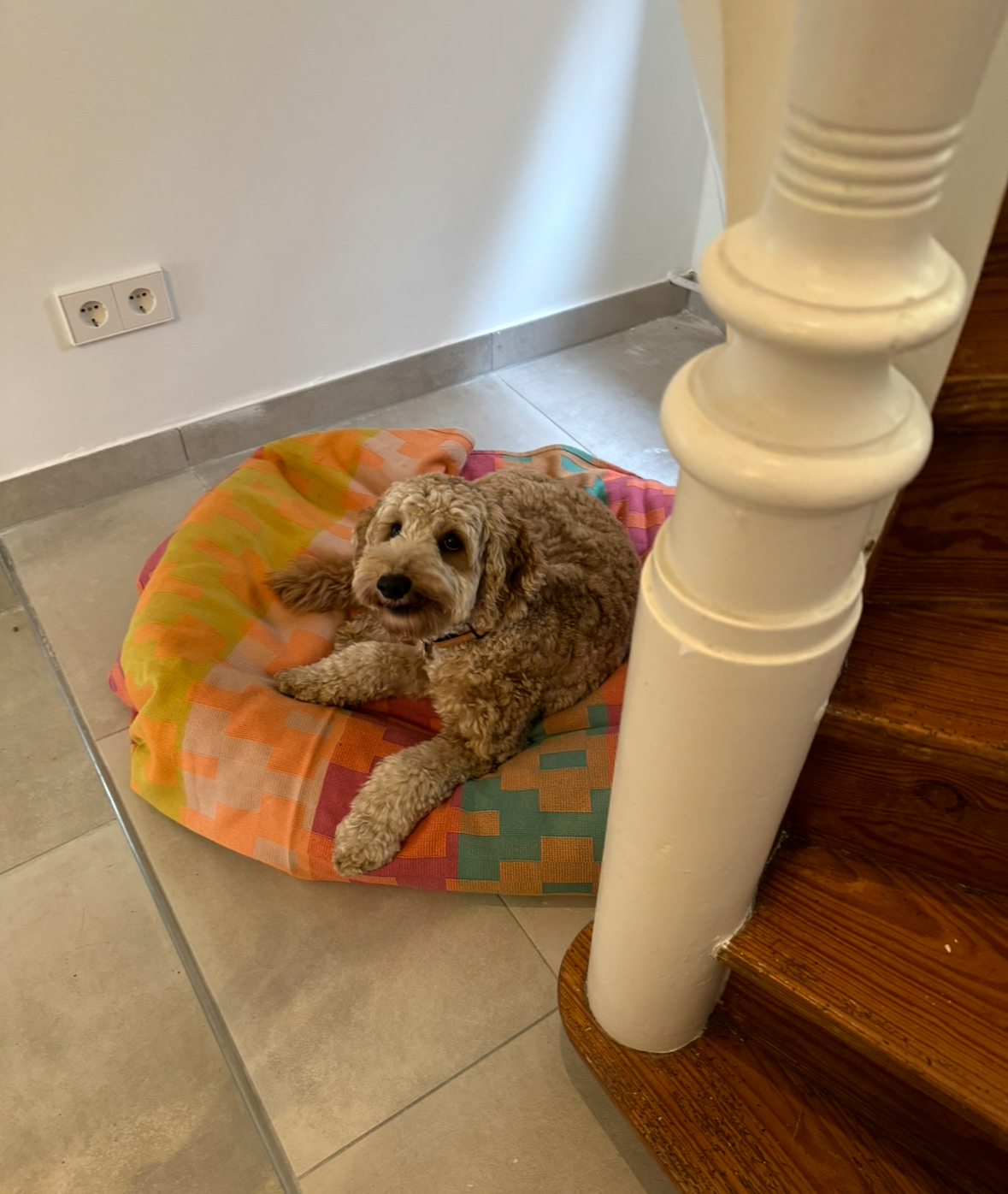 Ferienhaus mit Hund: Villa Morgenthau