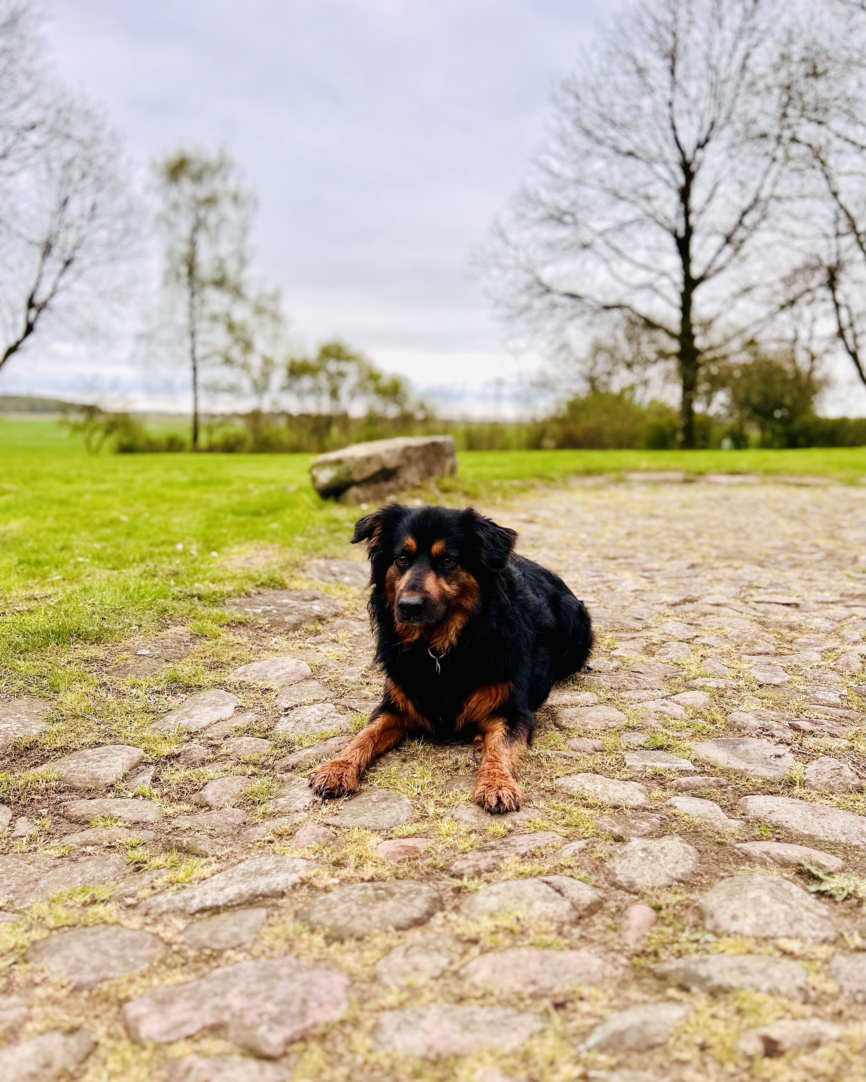 Ferienhaus mit Hund: Villa Morgenthau