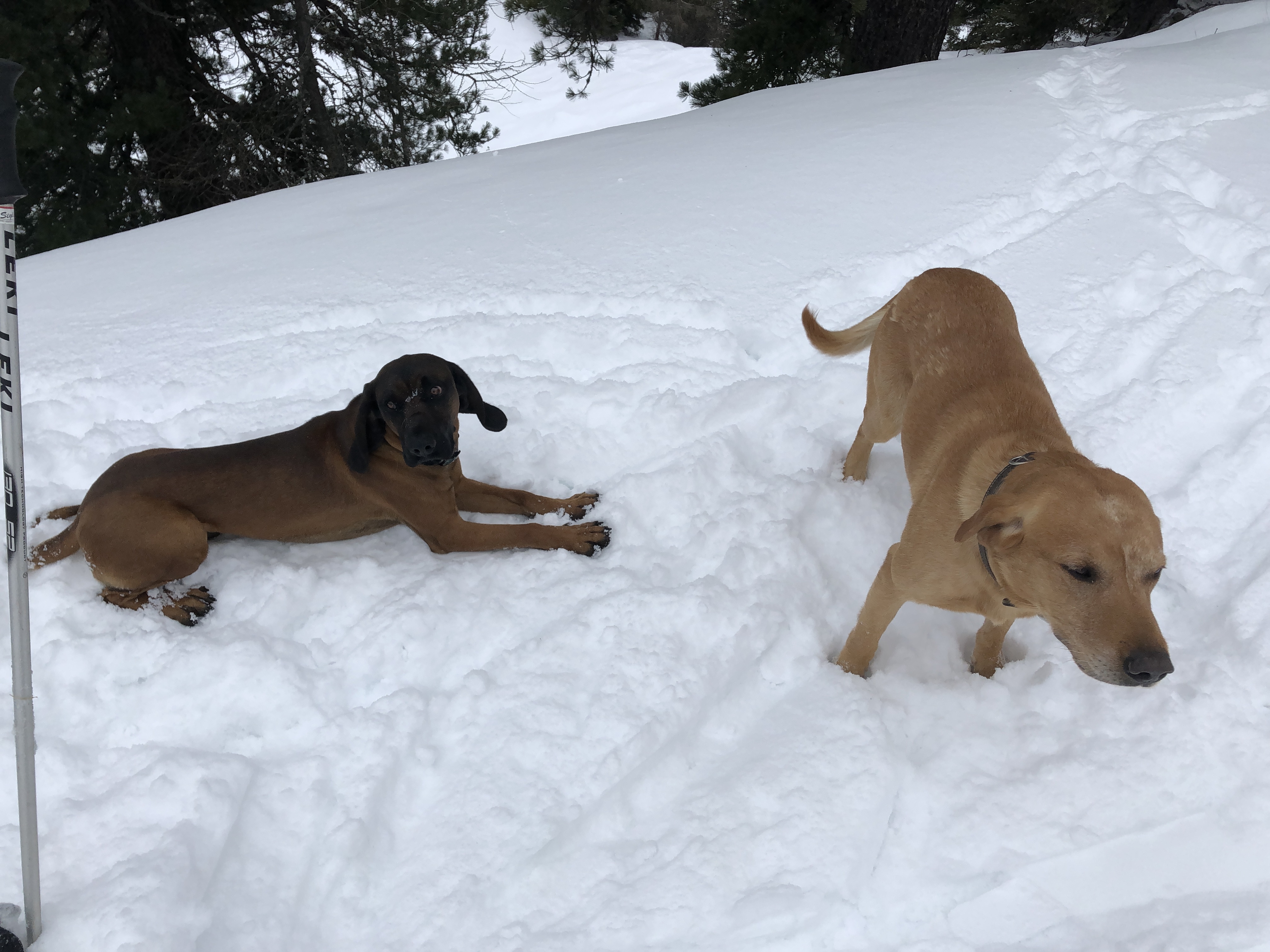 Urlaub-mit-Hund: Alpenwohlfühlhotel Dörflwirt  - Urlaub mit Hund