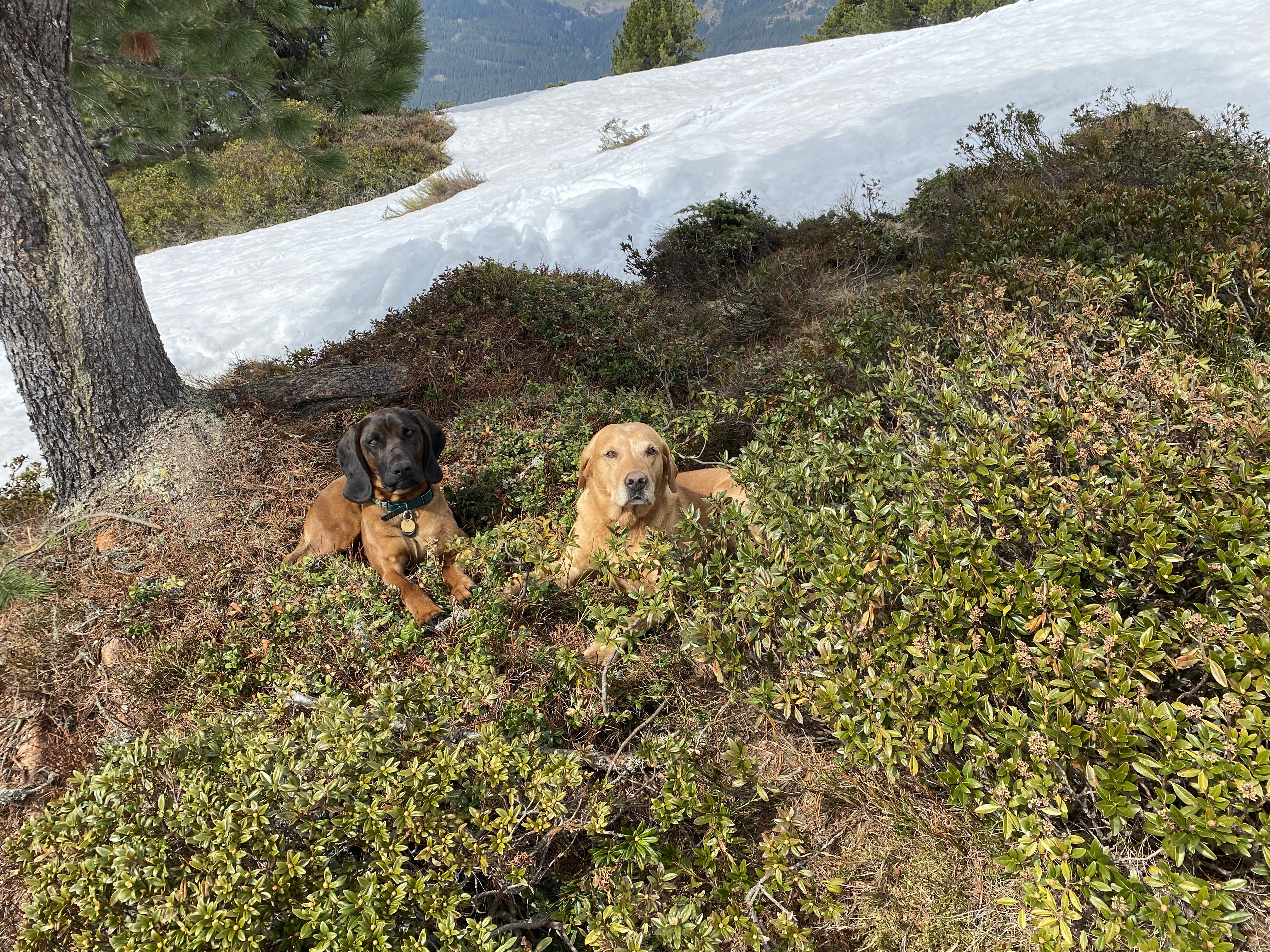 Urlaub-mit-Hund: Alpenwohlfühlhotel Dörflwirt  - Urlaub mit Hund