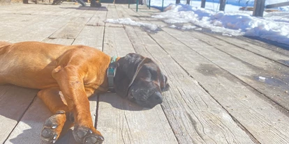 Hundehotel - Mariastein (Mariastein) - Haushund Bruno - Alpenwohlfühlhotel Dörflwirt