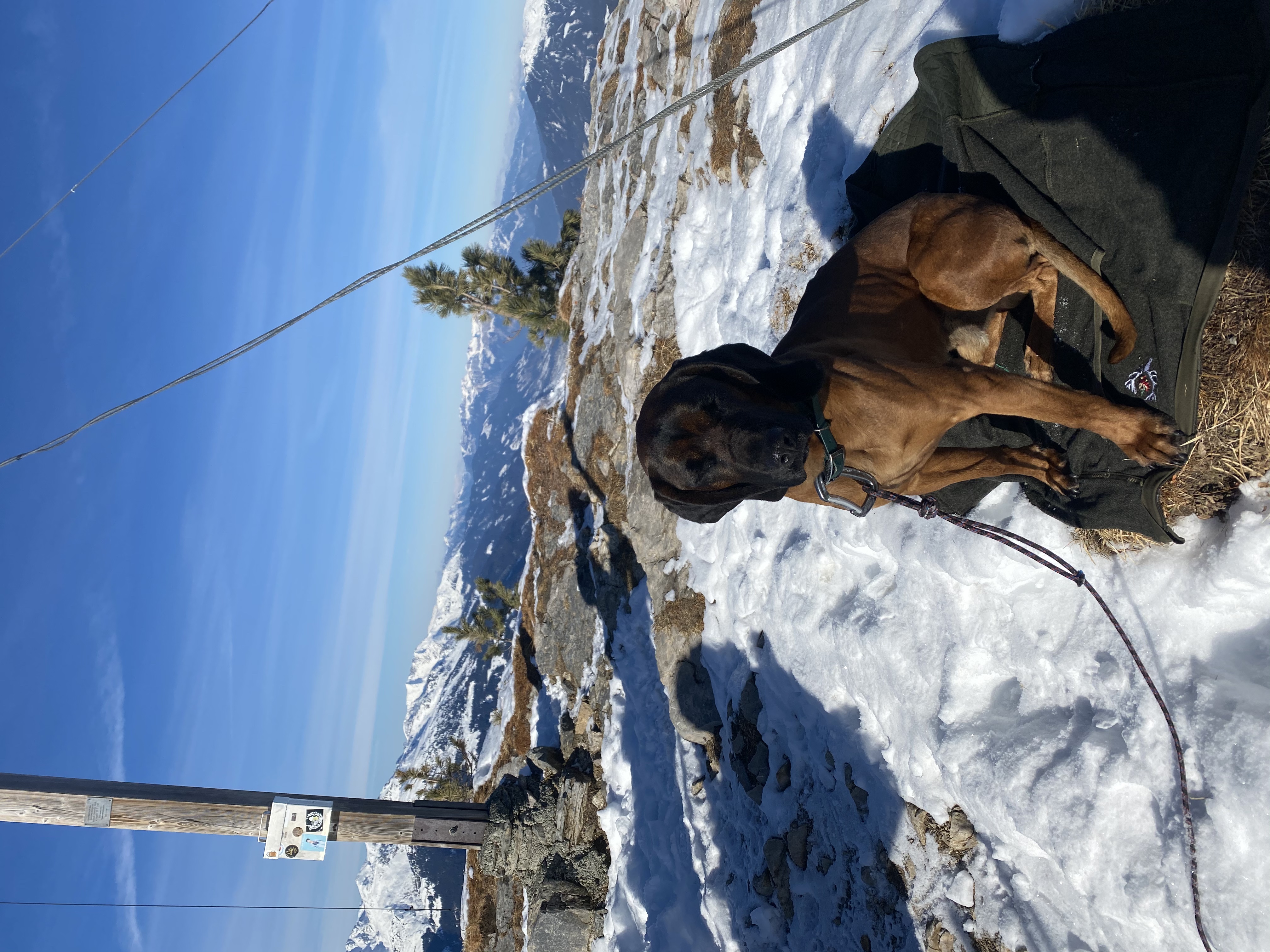 Urlaub-mit-Hund: Alpenwohlfühlhotel Dörflwirt  - Urlaub mit Hund