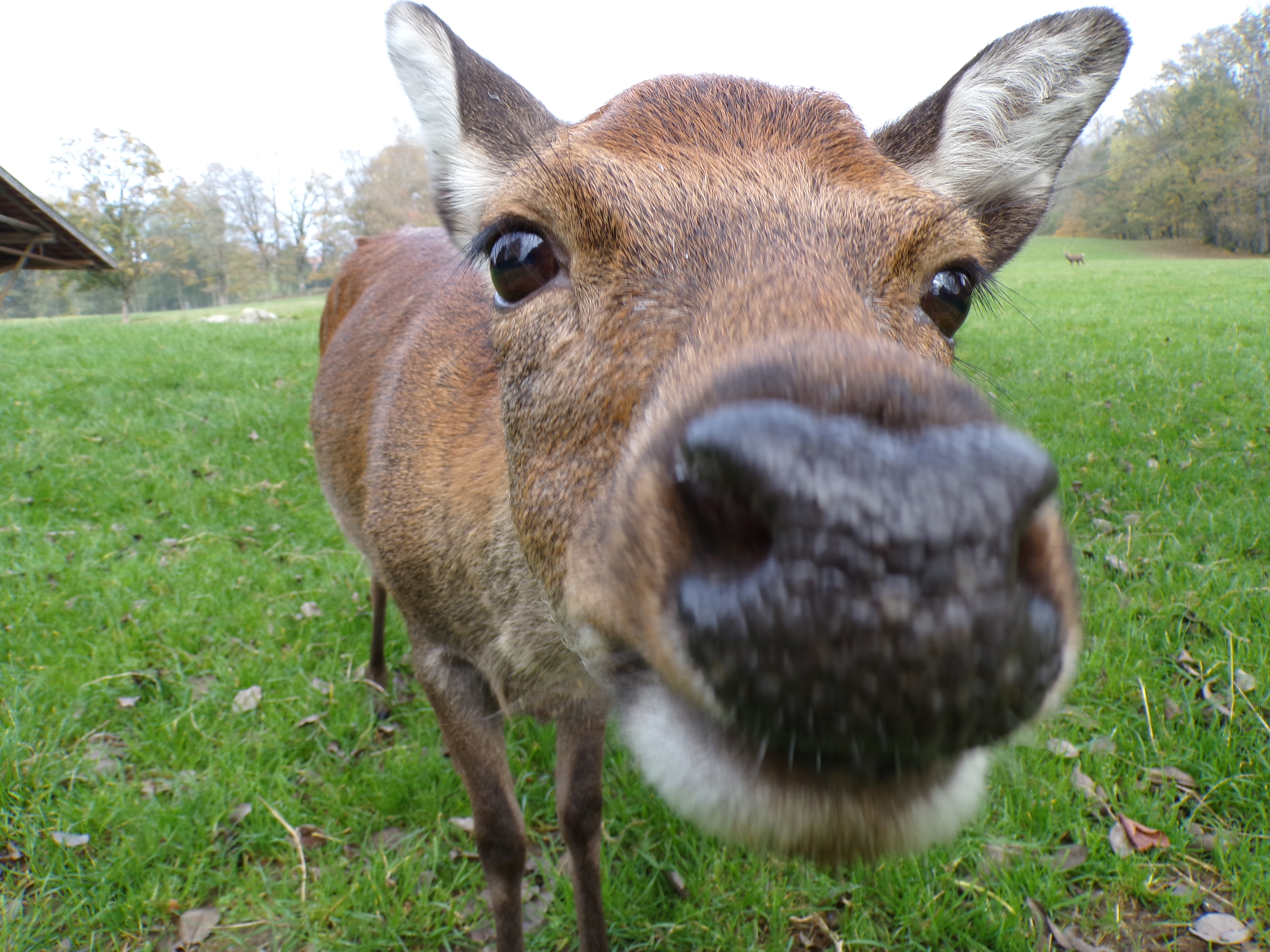 Hundehotel - Preisniveau: günstig - Wildtier aus unserem Wildtiergehege. - Wild-Berghof Buchet