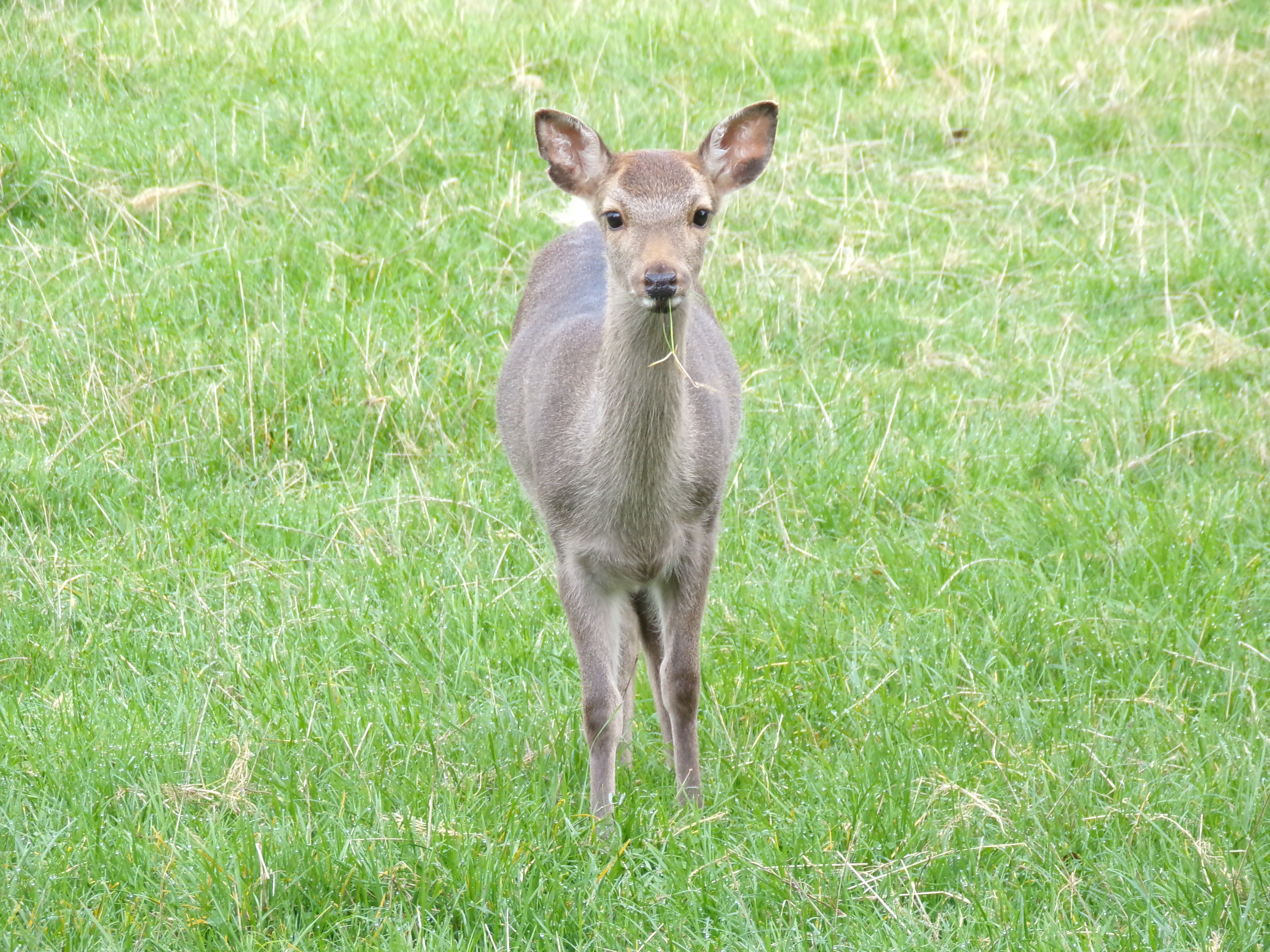 Urlaub-mit-Hund: Wildtier aus unserem Wildtiergehege. - Wild-Berghof Buchet - Haus | Umgebung