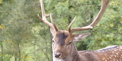 Hundehotel - Umgebungsschwerpunkt: Berg - Bernried (Landkreis Deggendorf) - Wildtier aus unserem Wildtiergehege. - Wild-Berghof Buchet