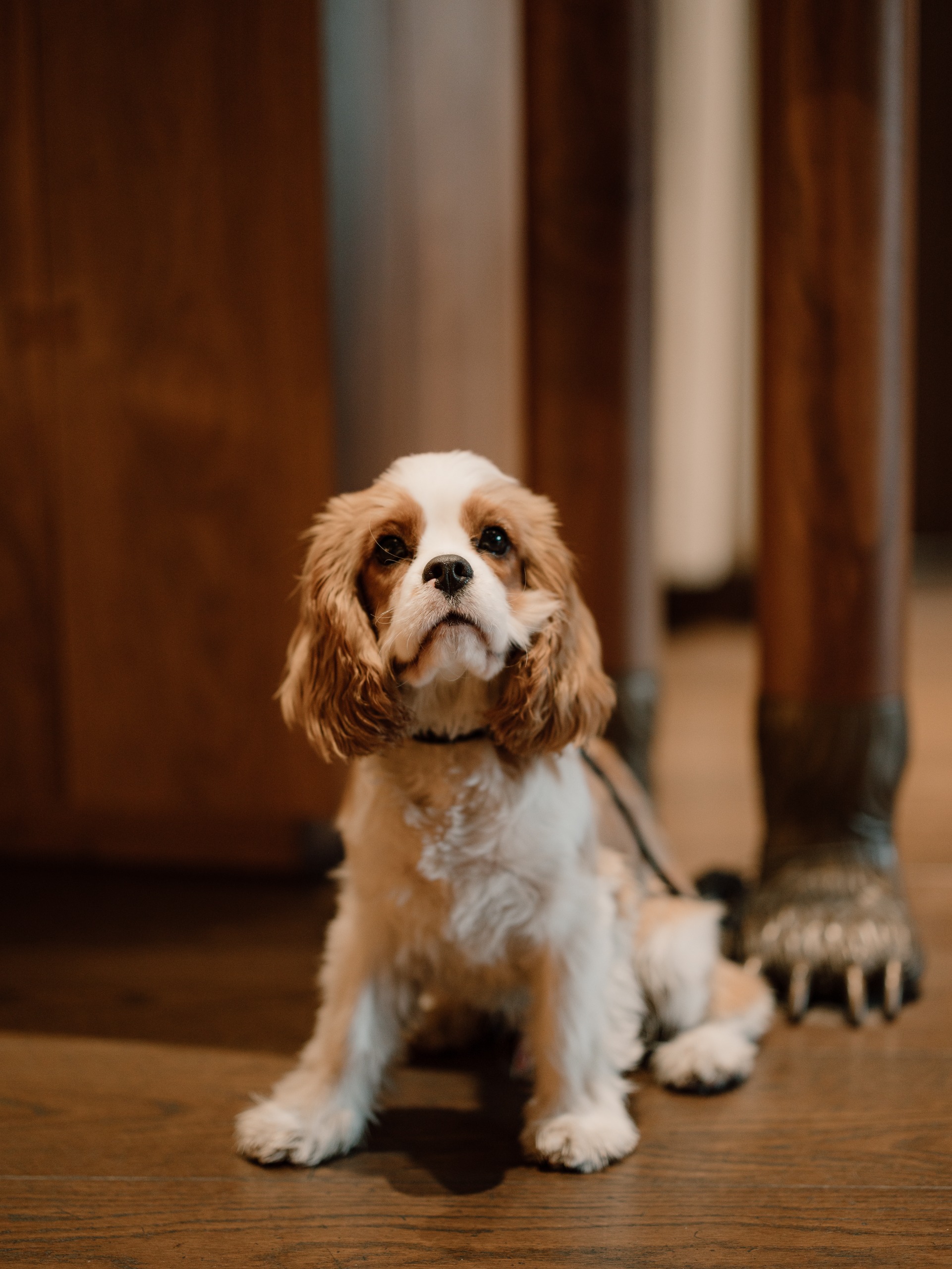 Hundehotel - Pools: Innenpool - Schweiz - Rio Director of Cuddles and Guests Happiness - Hotel Schweizerhof Zermatt