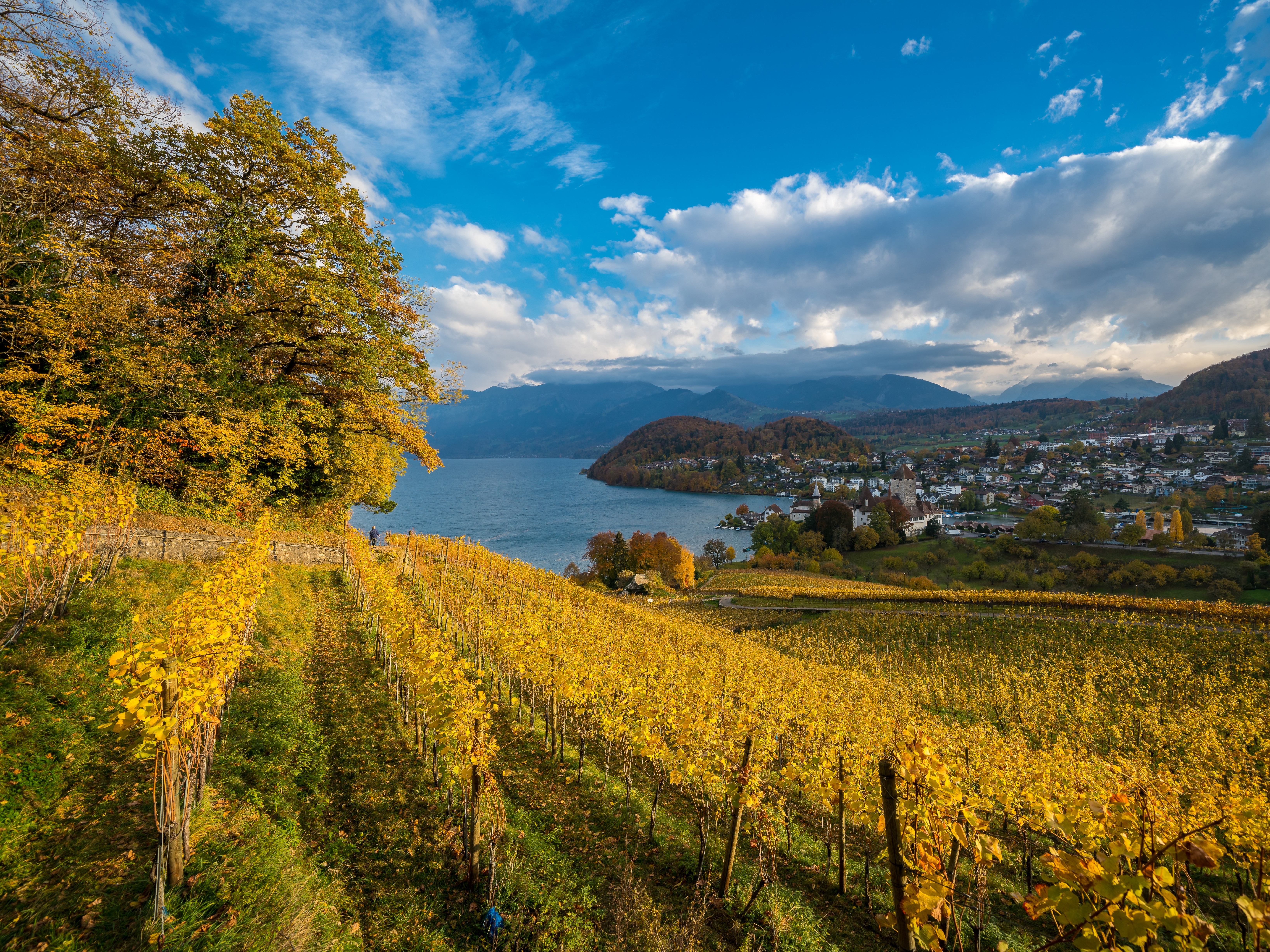 Belvédère Strandhotel Spiez Ausflugsziele Spiezer Alpine Weinkultur