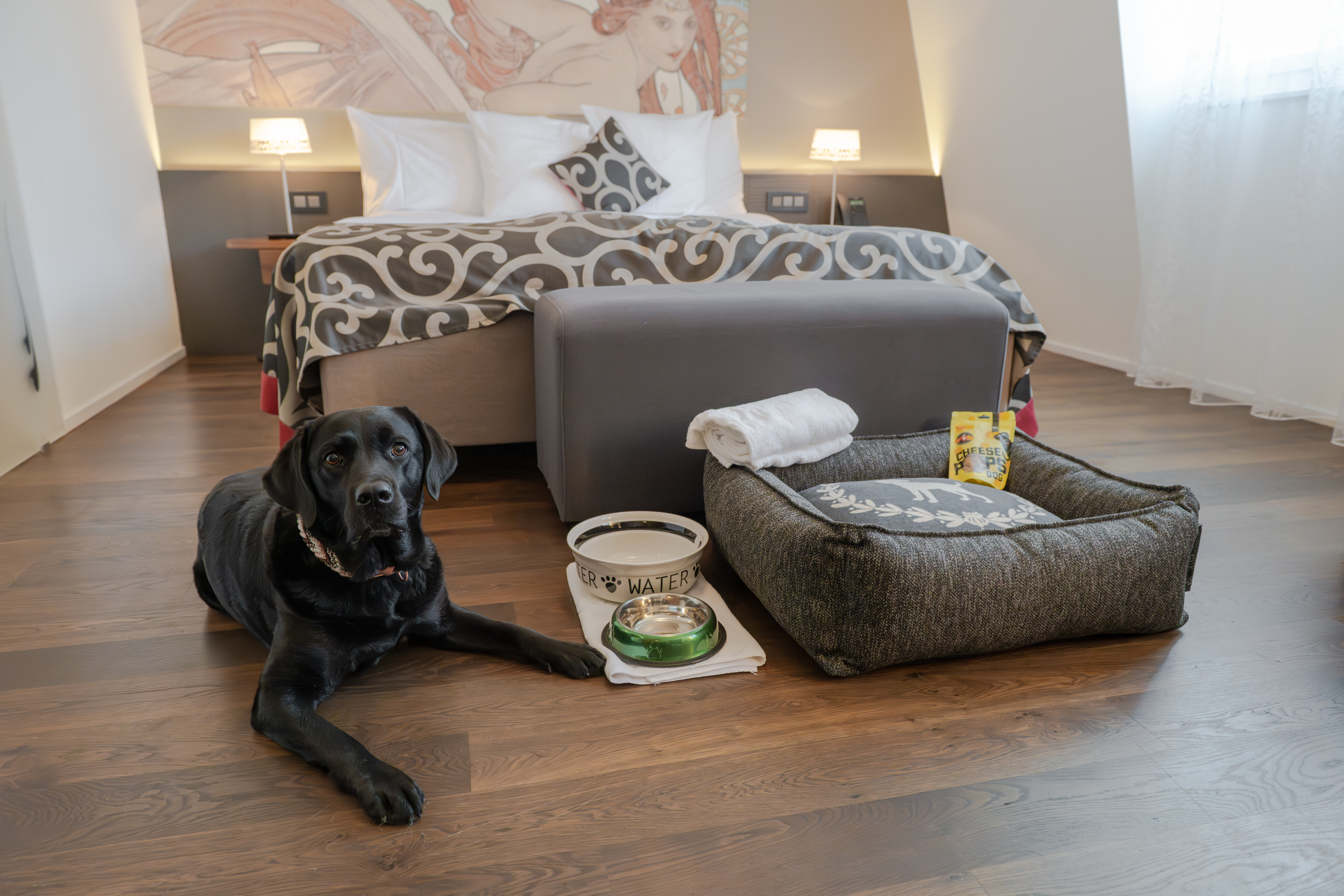 Urlaub-mit-Hund: Hund im Hotelzimmer neben Hundebett und Napf - Belvédère Strandhotel Spiez - Urlaub mit Hund, Wohnen | Schlafen