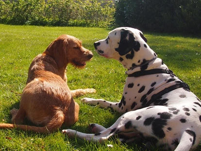 Hundehotel - Sauna - Grömitz - Hunde Willkommen - Immenhagen Ferienwohnungen
