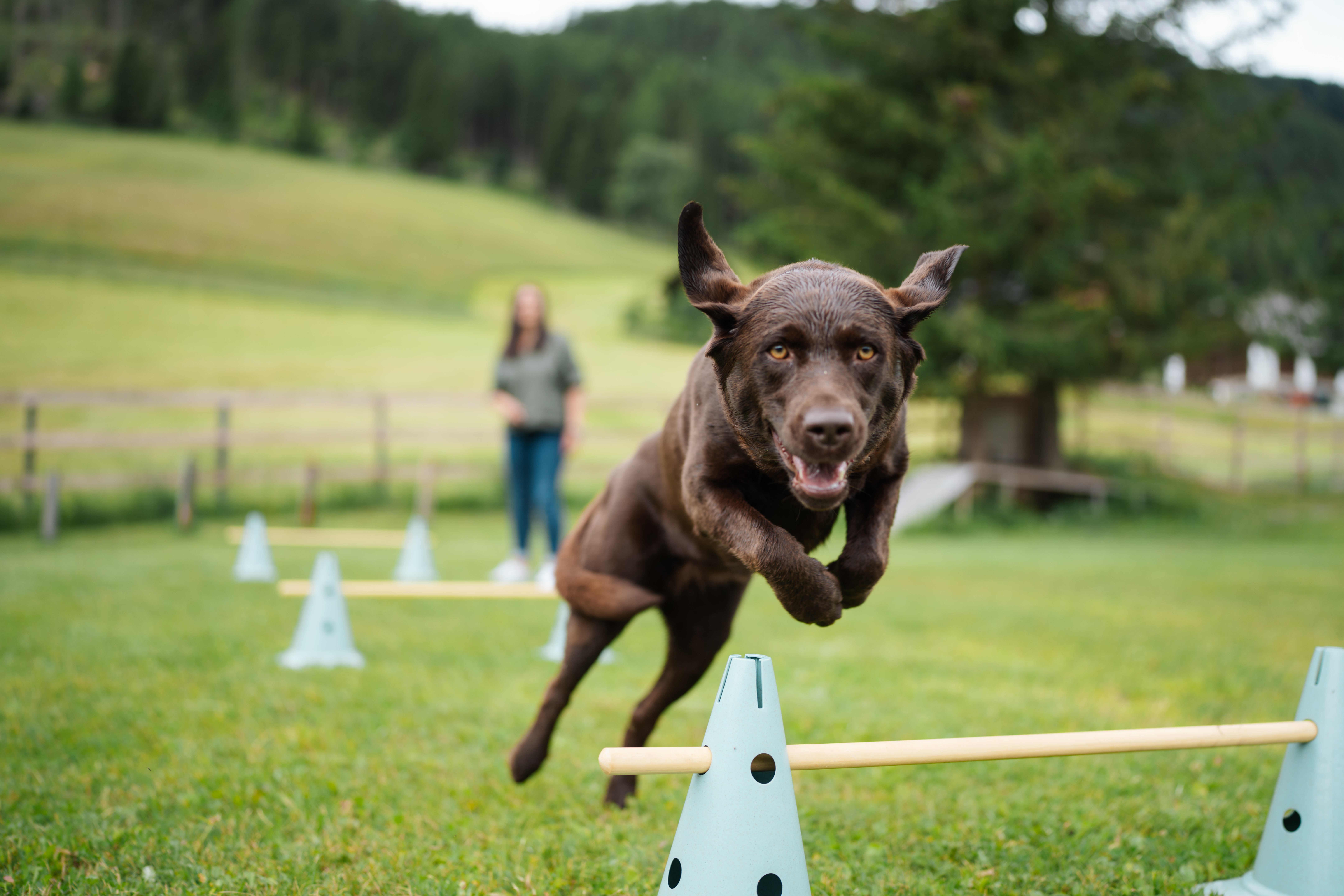 Urlaub-mit-Hund: Hundewiese - Hotel Garni Berghof
