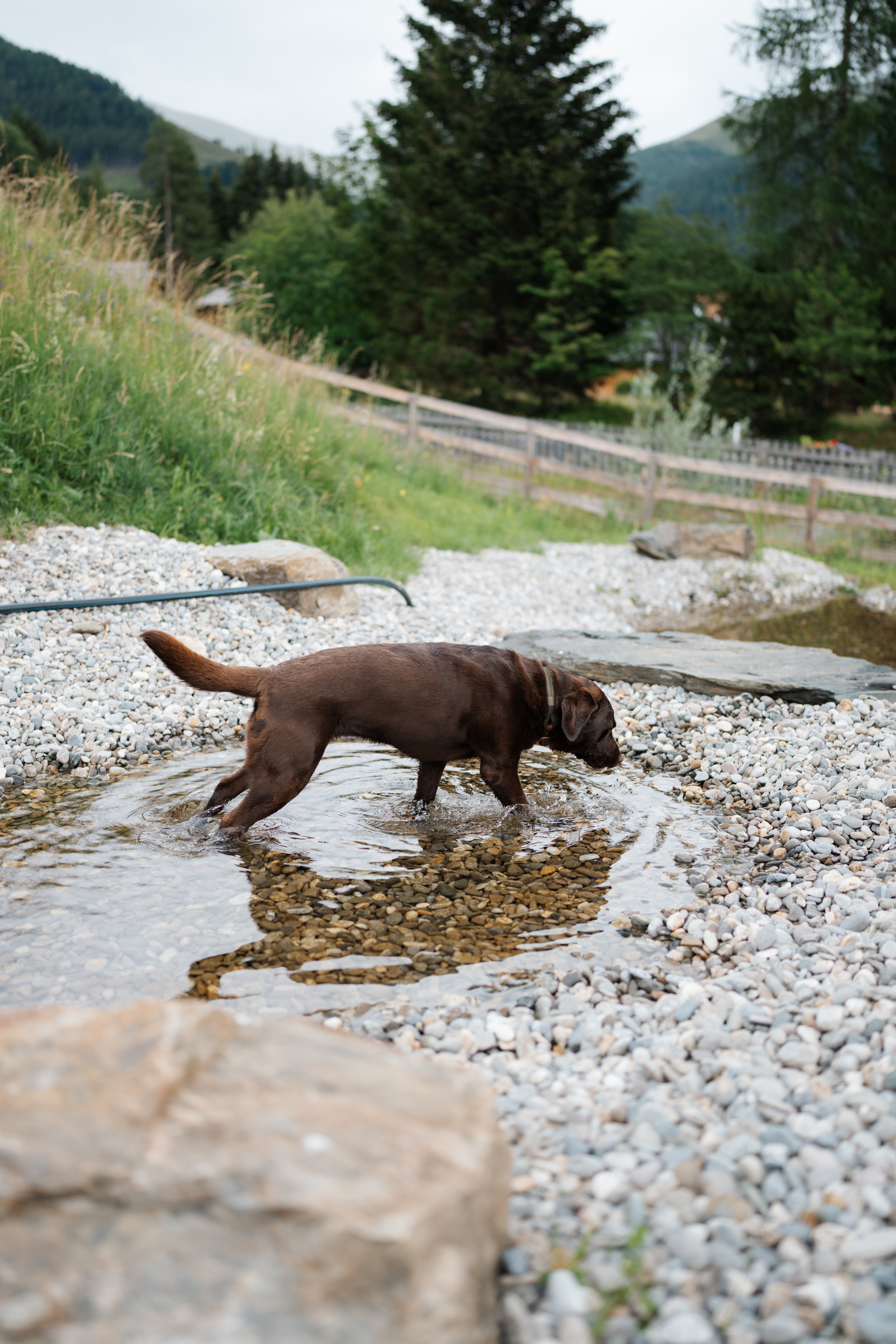 Urlaub-mit-Hund: Hundeteich zur Abkühlung - Hotel Garni Berghof