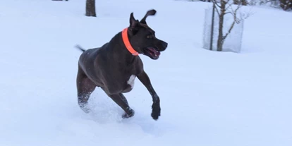 Hundehotel - Snowboarden - Bregenzerwald - Hugo im Schnee - Elisabeth Appartements