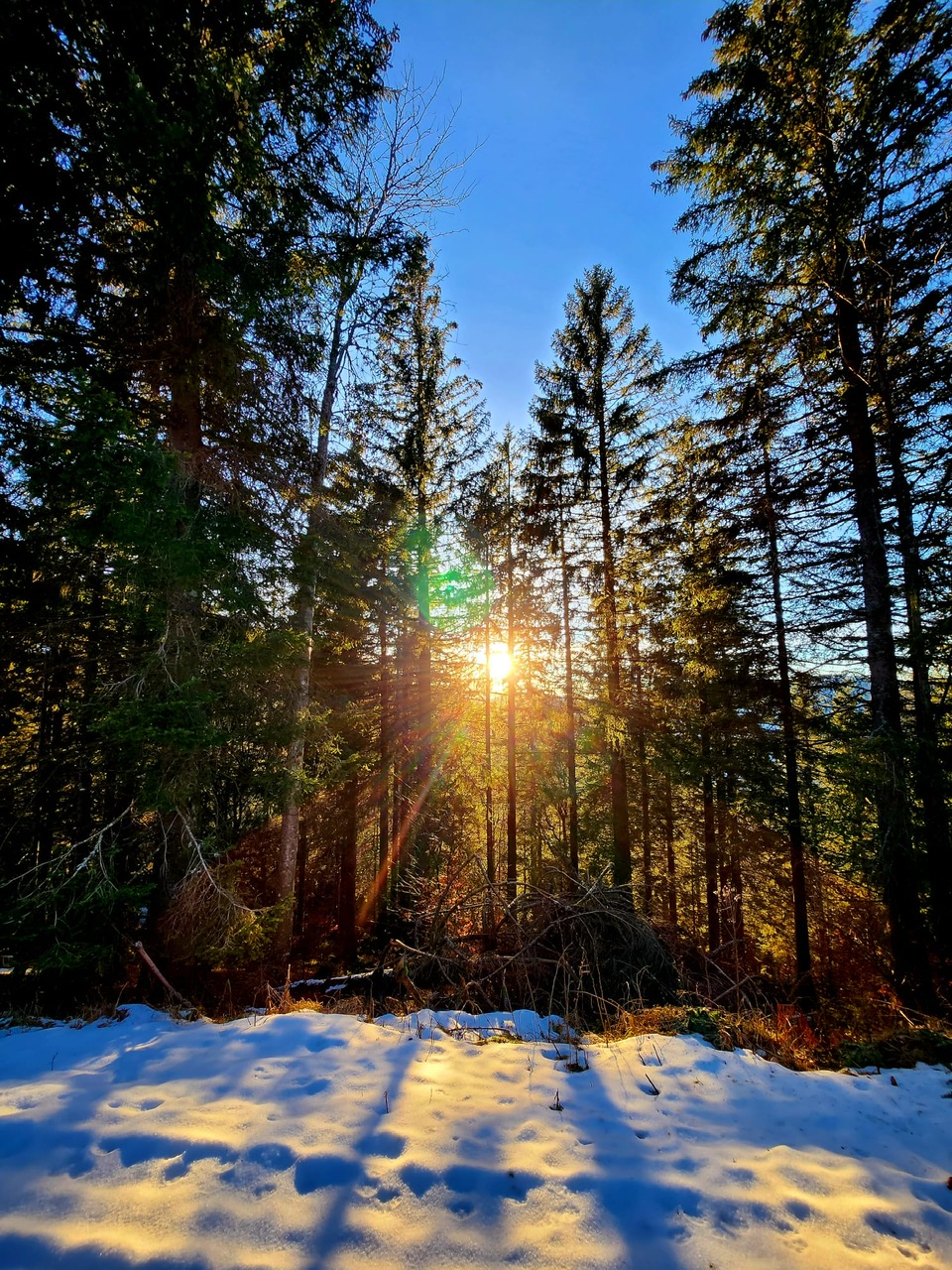Urlaub-mit-Hund: Unsere Wanderwege - Hotel Hirschen  - Haus | Umgebung