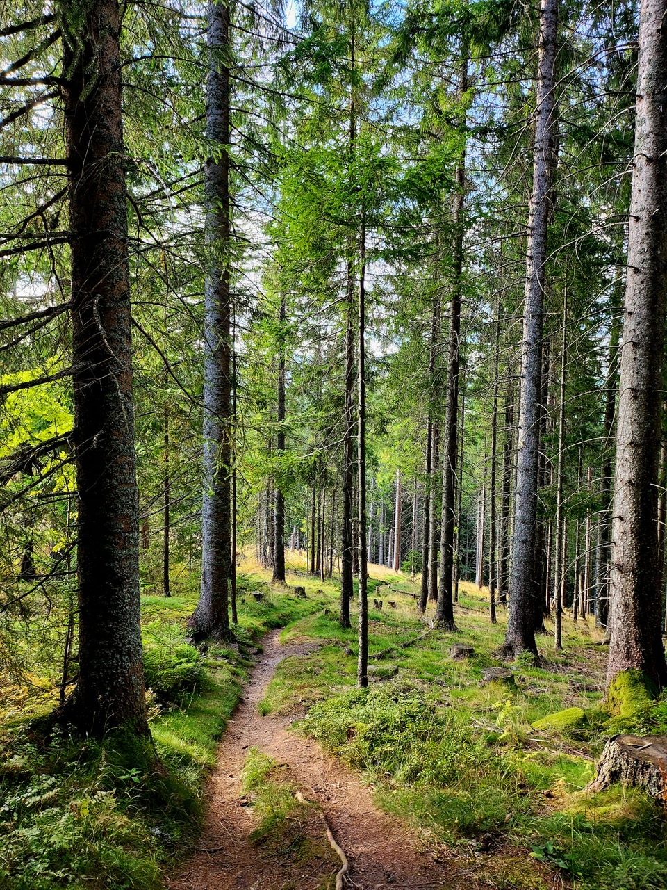 Urlaub-mit-Hund: Unsere Wanderwege - Hotel Hirschen  - Haus | Umgebung