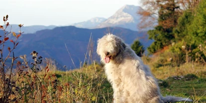 Hundehotel - Pools: Schwimmteich - Wildkräuterhotel Steinschalerhof