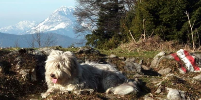 Hundehotel - Pools: Schwimmteich - Wildkräuterhotel Steinschalerhof