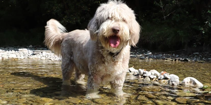 Hundehotel - Pools: Schwimmteich - Wildkräuterhotel Steinschalerhof