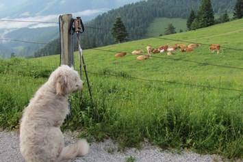 Urlaub-mit-Hund: Wildkräuterhotel Steinschalerhof