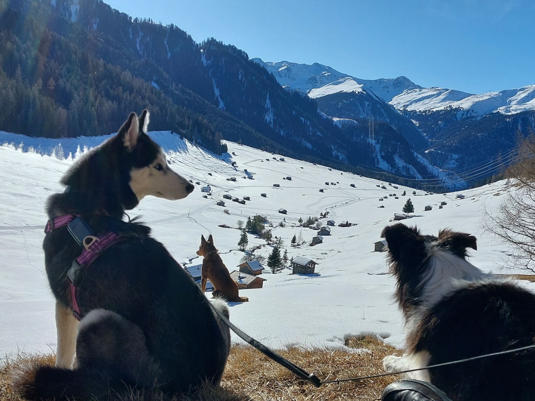 Ferienhaus mit Hund: Wanderparadies Pfundser Tschey - Abseits