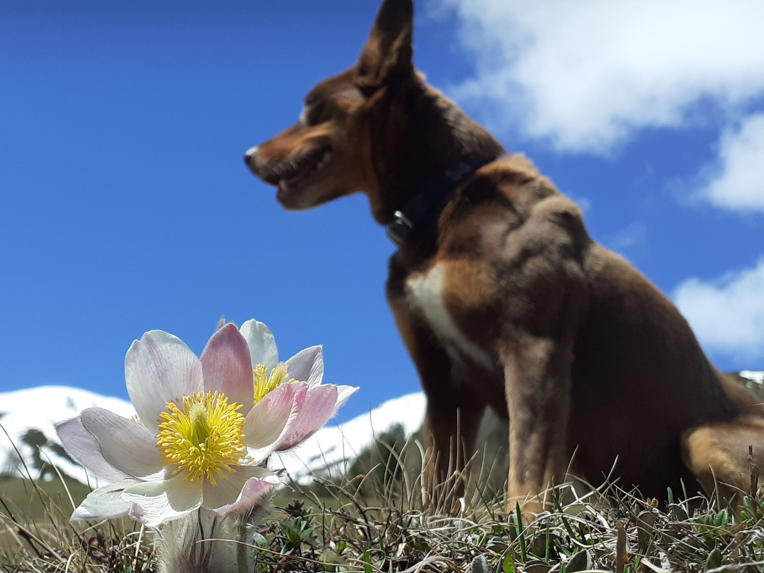 Ferienhaus mit Hund: Abseits
