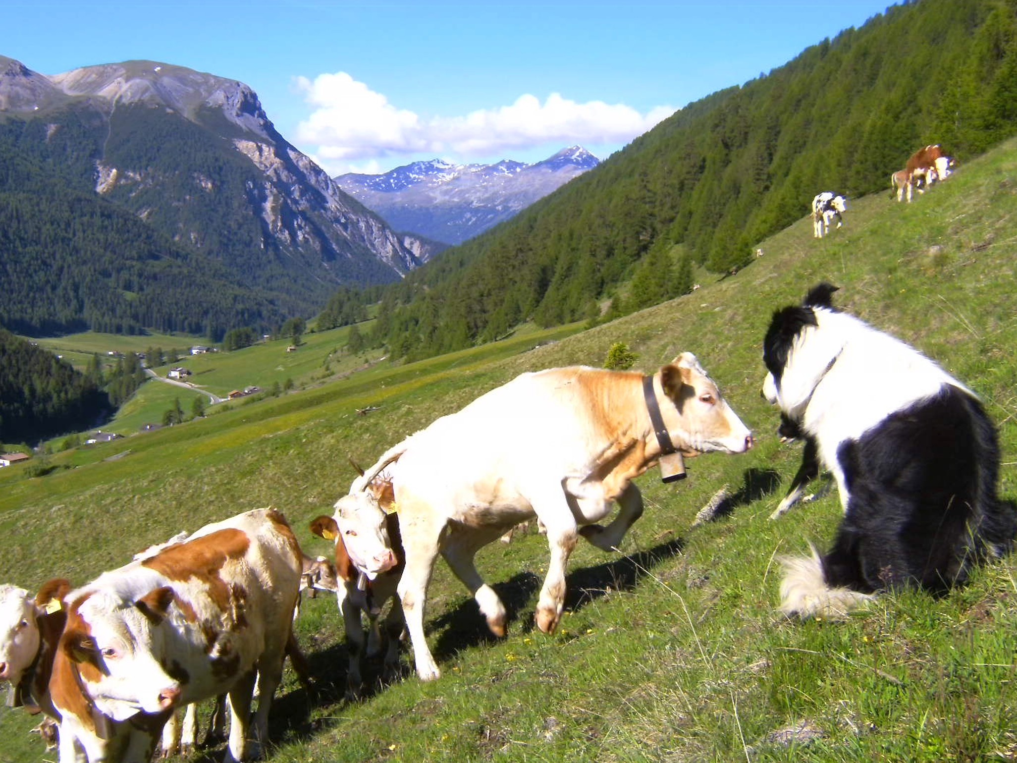 Ferienhaus mit Hund: Abseits