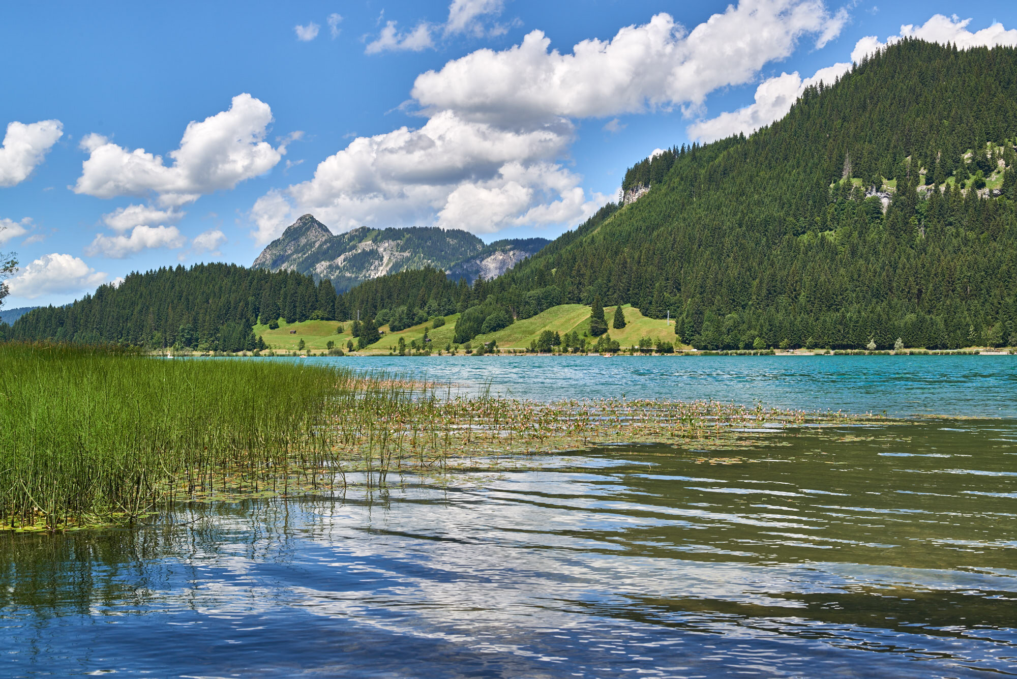 Hotel Schwarzer Adler Ausflüge mit Hund Haldensee-Rundweg – entspannter Spaziergang am Wasser