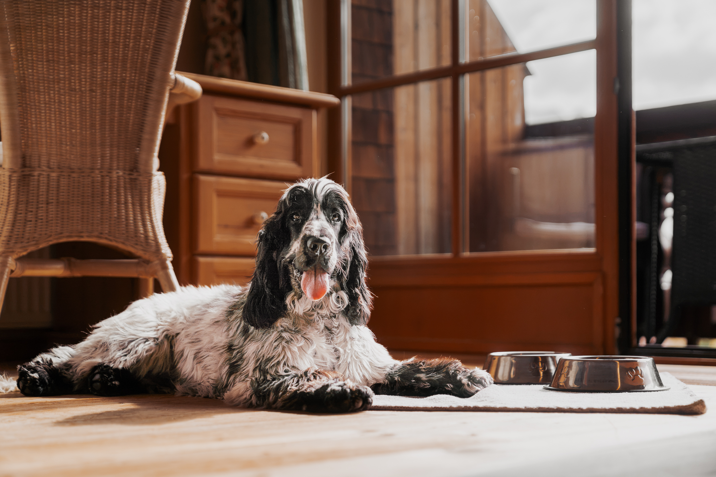 Hundehotel - Hund im Restaurant erlaubt - Sonthofen - Hunde fühlen sich im Schwarzen Adler pudelwohl - Hotel Schwarzer Adler