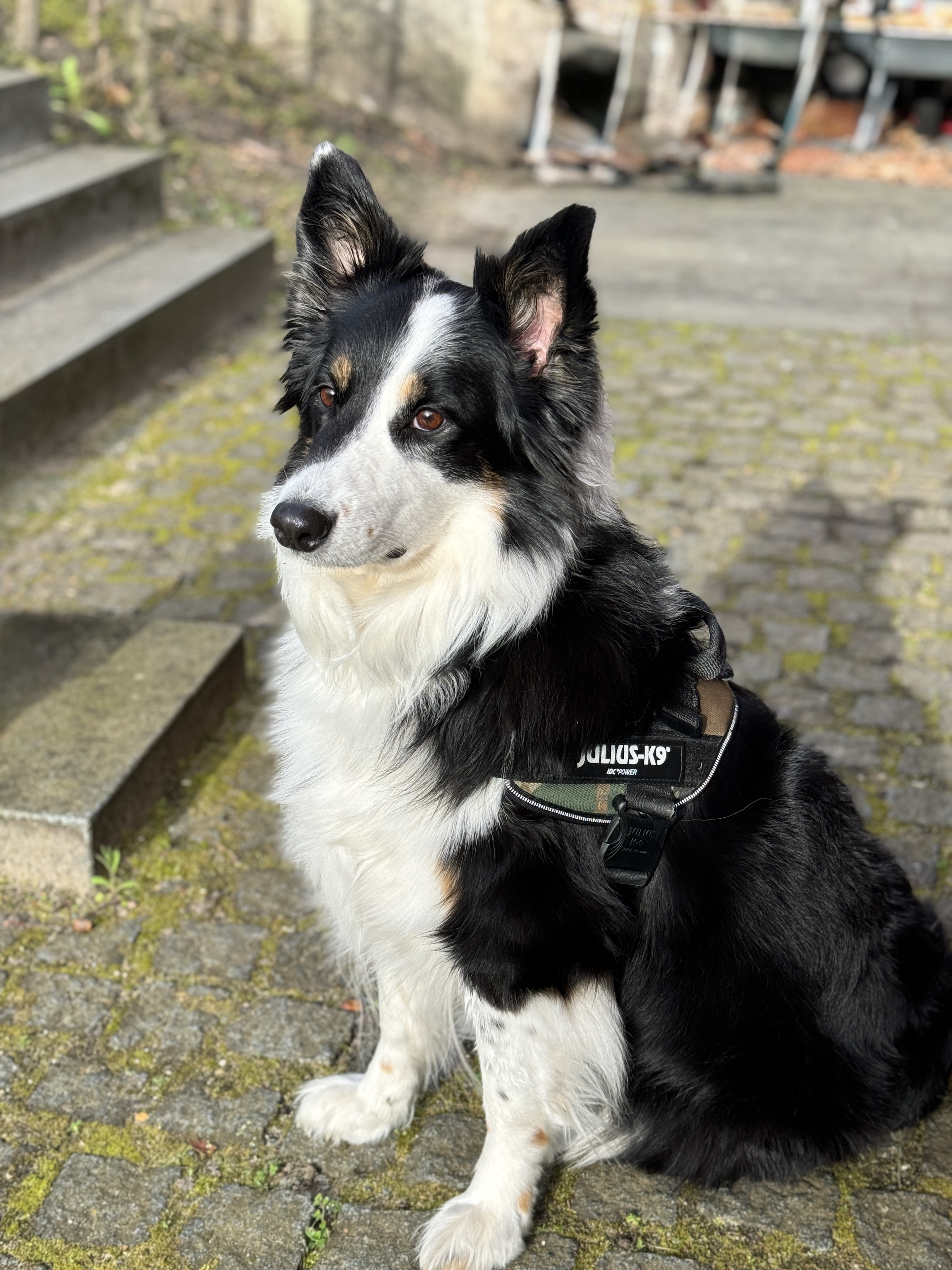 Urlaub-mit-Hund: Hotelhund "Emma" - Ringhotel Schorfheide | Waldresort Werbellinsee