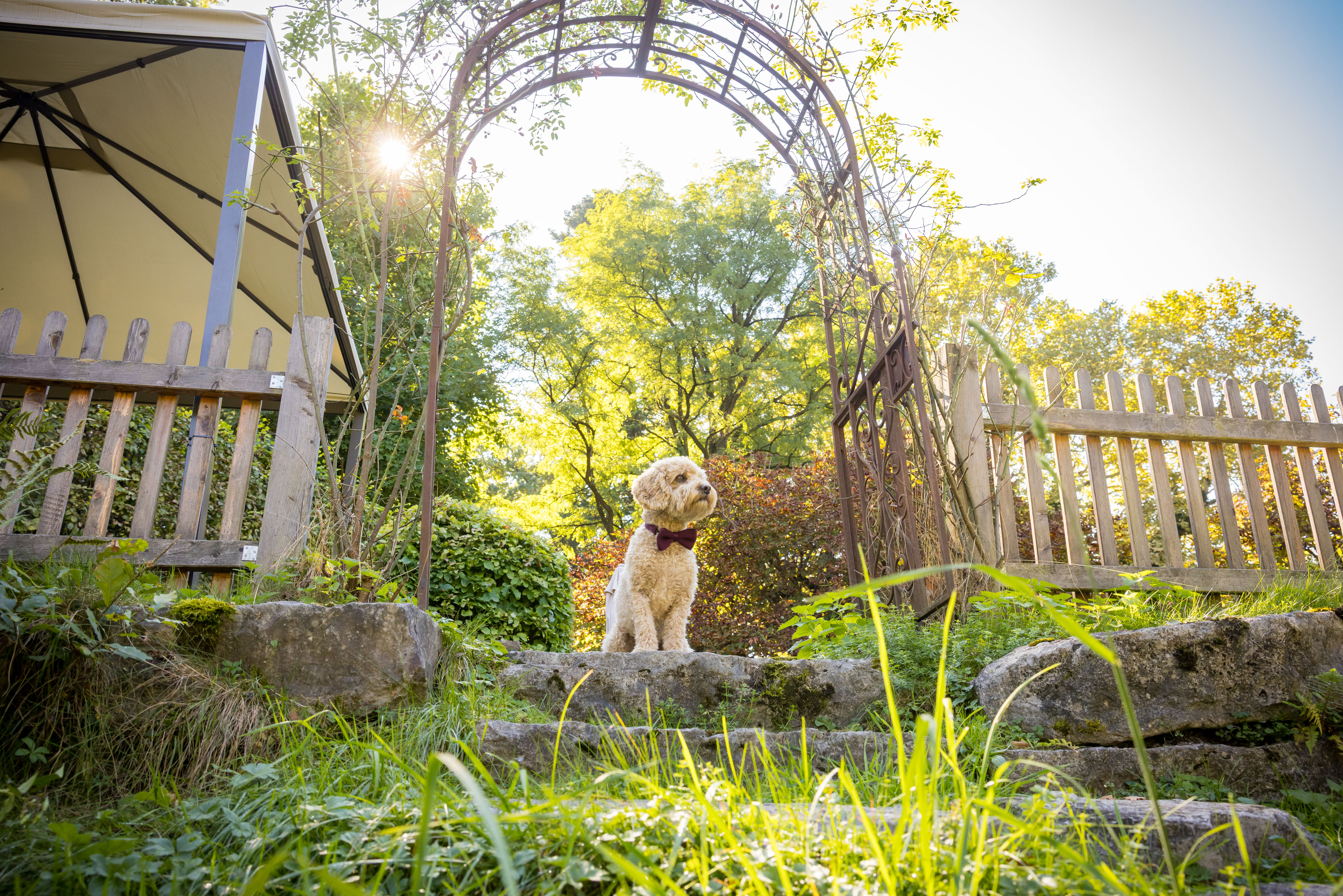 Urlaub-mit-Hund: Franz Schlosswirt zu Anif - Schlosswirt zu Anif - Urlaub mit Hund