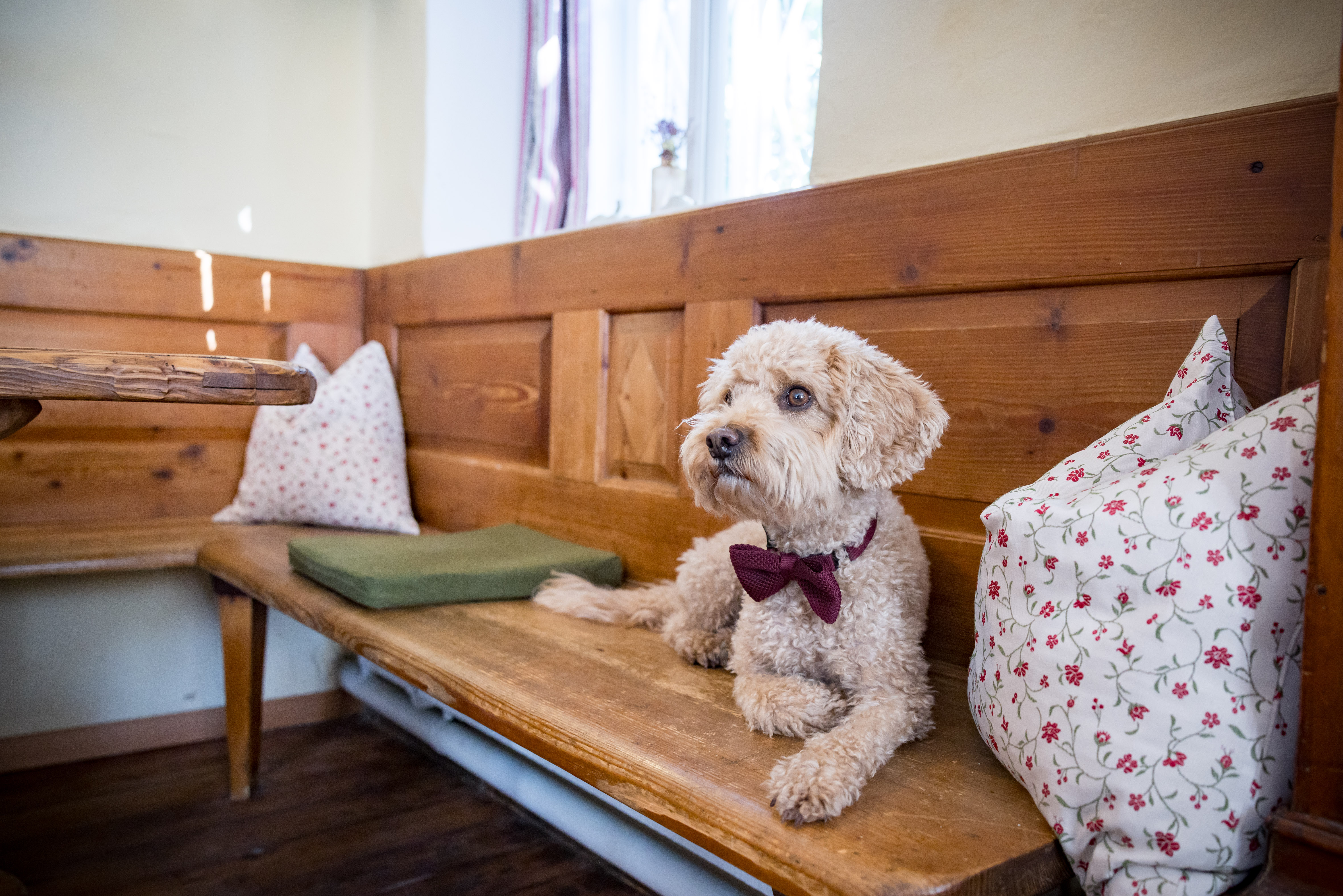 Hundehotel - Österreich - Franz Schlosswirt zu Anif - Schlosswirt zu Anif