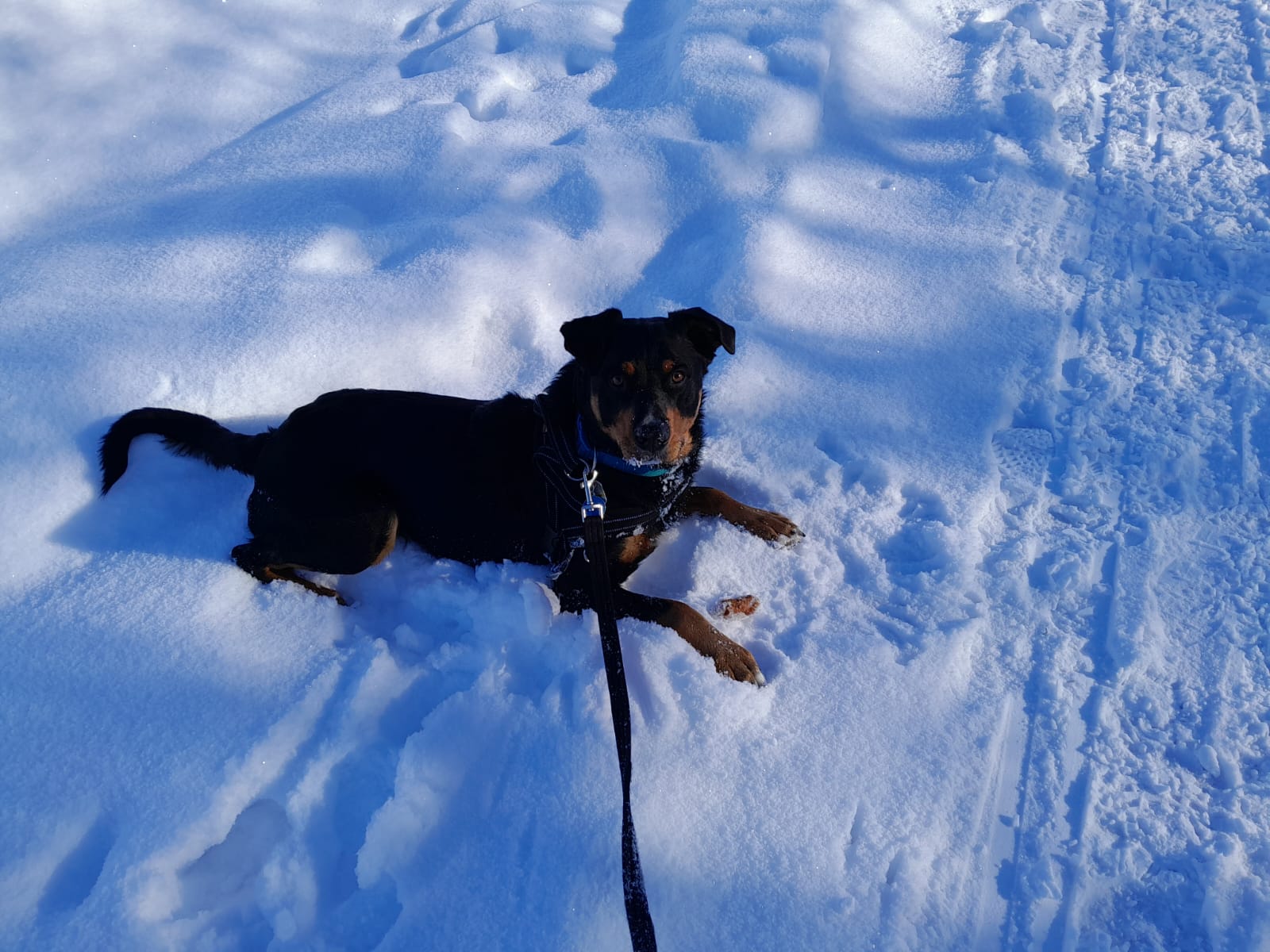 Urlaub-mit-Hund: Haushund Eddi - Hotel Bergsonne Allgäu - Urlaub mit Hund