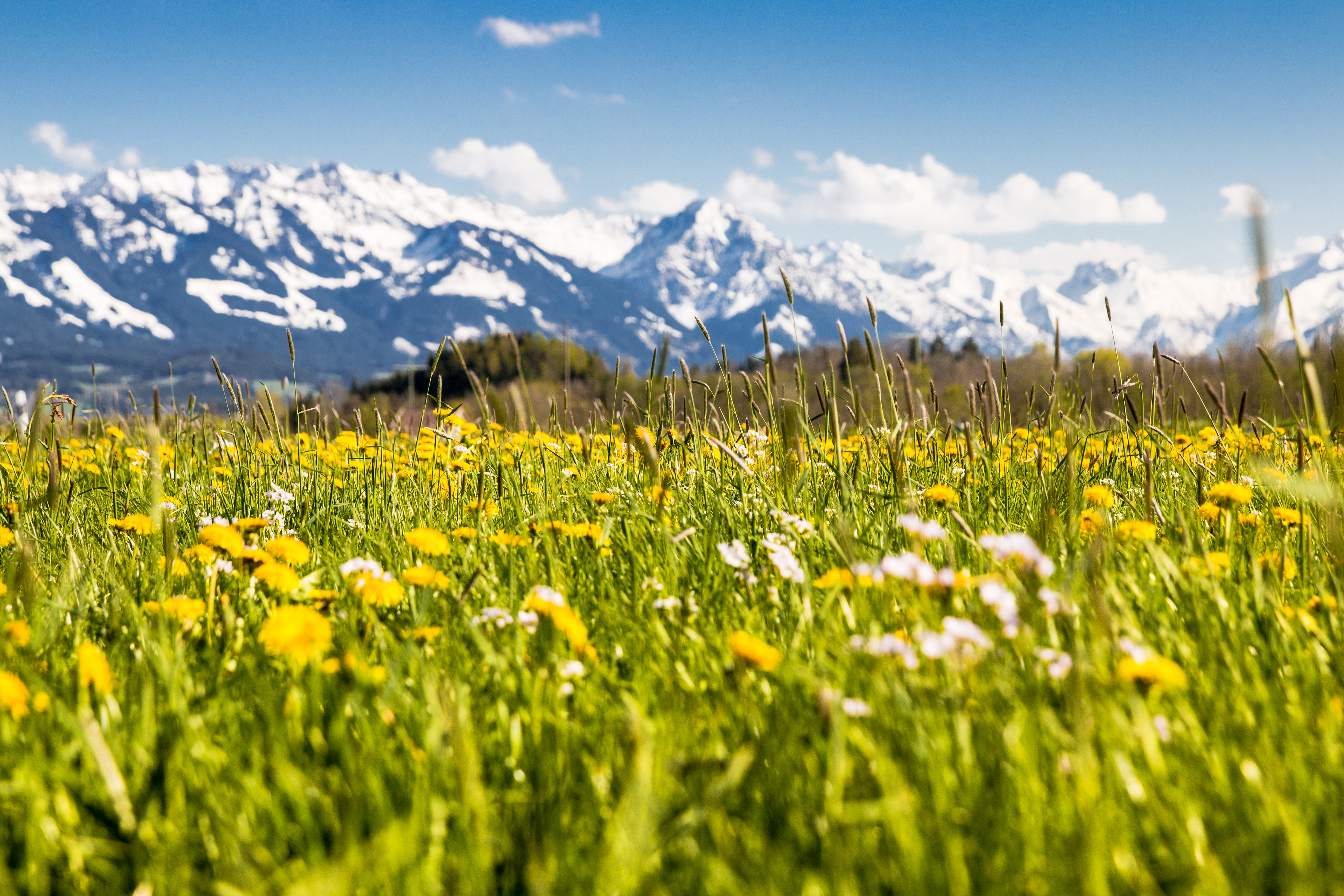 Urlaub-mit-Hund: Löwenzahlfeld im Frühling - Hotel Bergsonne Allgäu - Haus | Umgebung