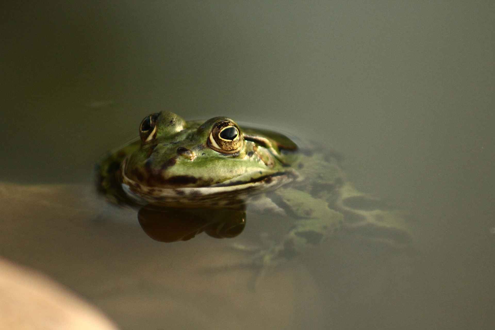 Urlaub-mit-Hund: Frosch im Wasser - Hotel Bergsonne Allgäu - Haus | Umgebung
