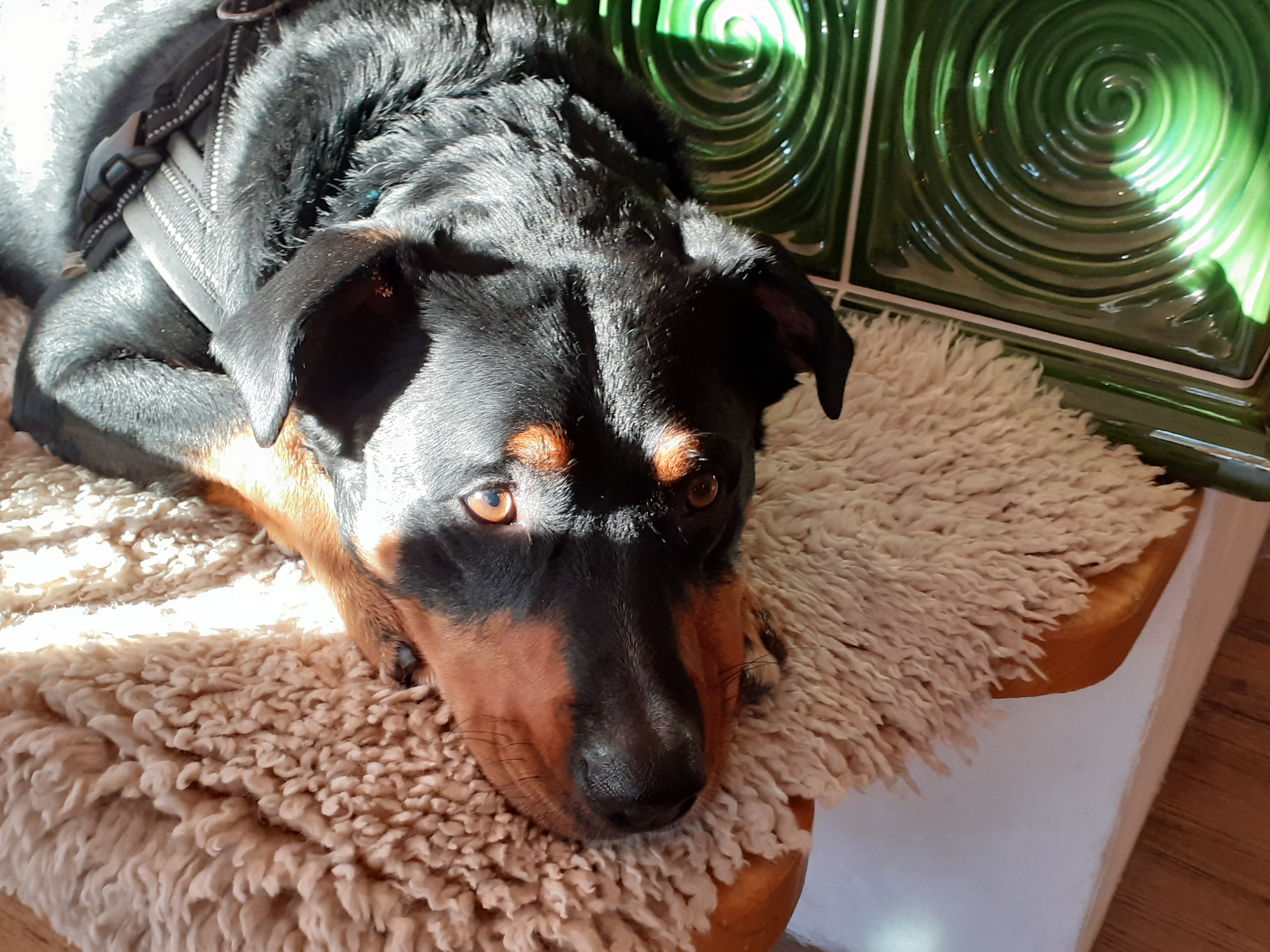 Urlaub-mit-Hund: Haushund Eddi am Kachelofen - Hotel Bergsonne Allgäu - Urlaub mit Hund