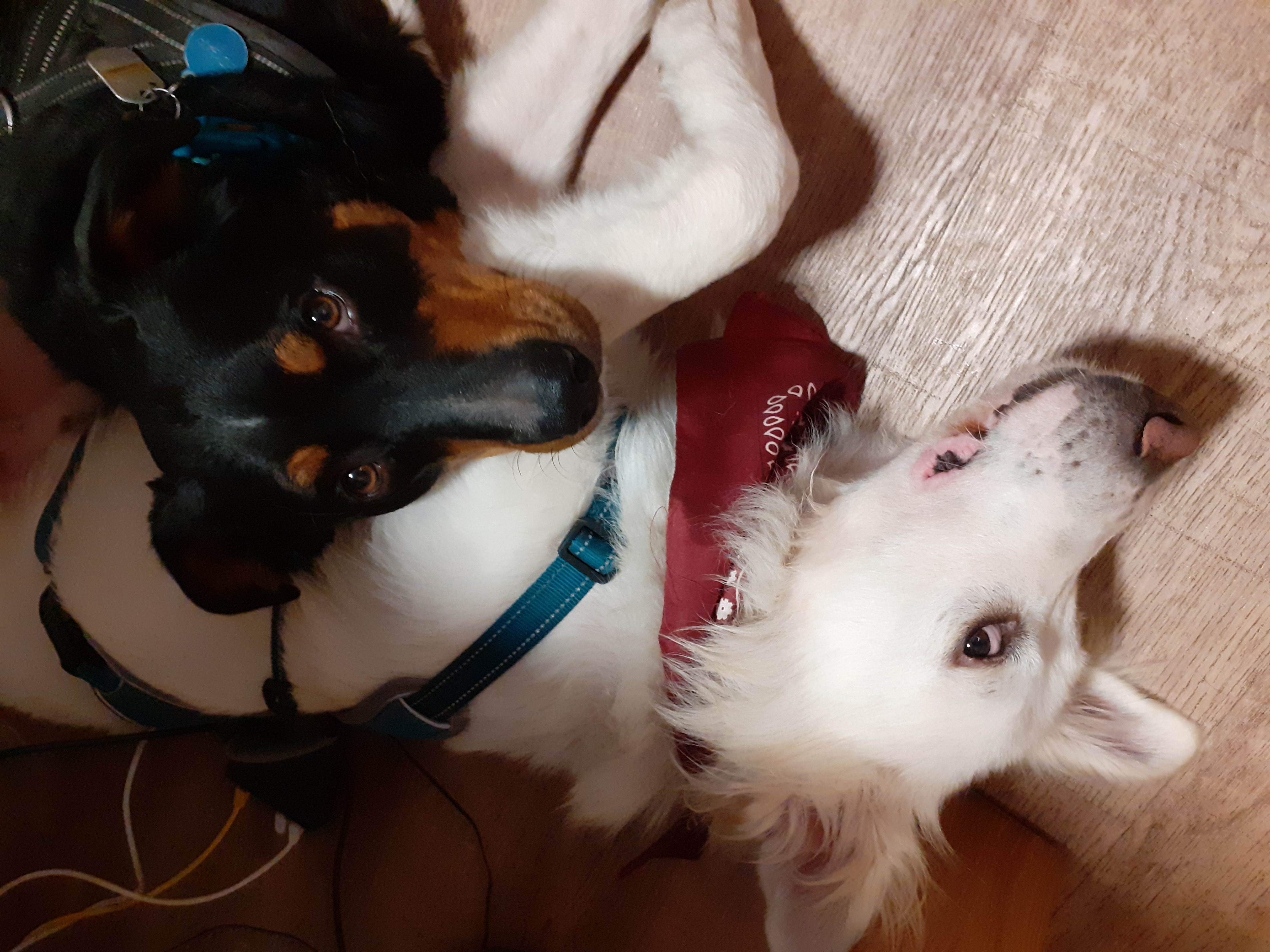 Urlaub-mit-Hund: Eddi mit seinem besten Freund Freddi - Hotel Bergsonne Allgäu - Urlaub mit Hund
