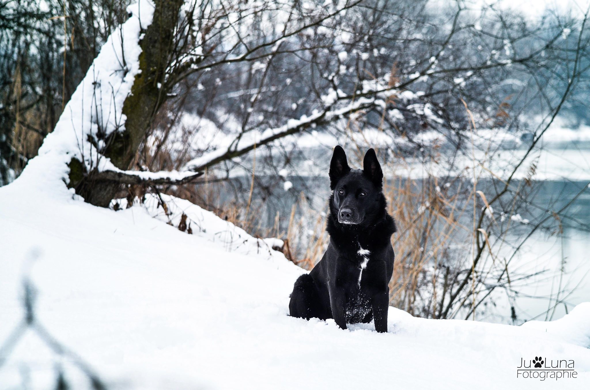 Ferienhaus mit Hund: Haushund Jack - Wonga Apartments 