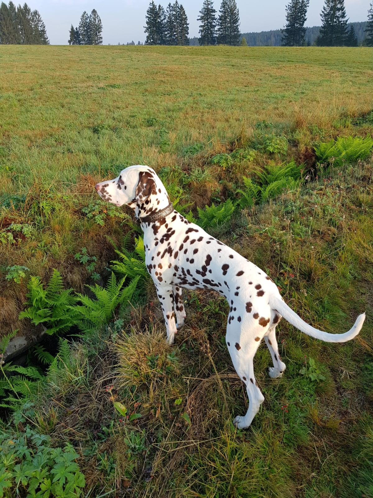 Harzhotel Zum Prinzen Ausflüge mit Hund Kunstgraben - Oberharzer Wasserregal