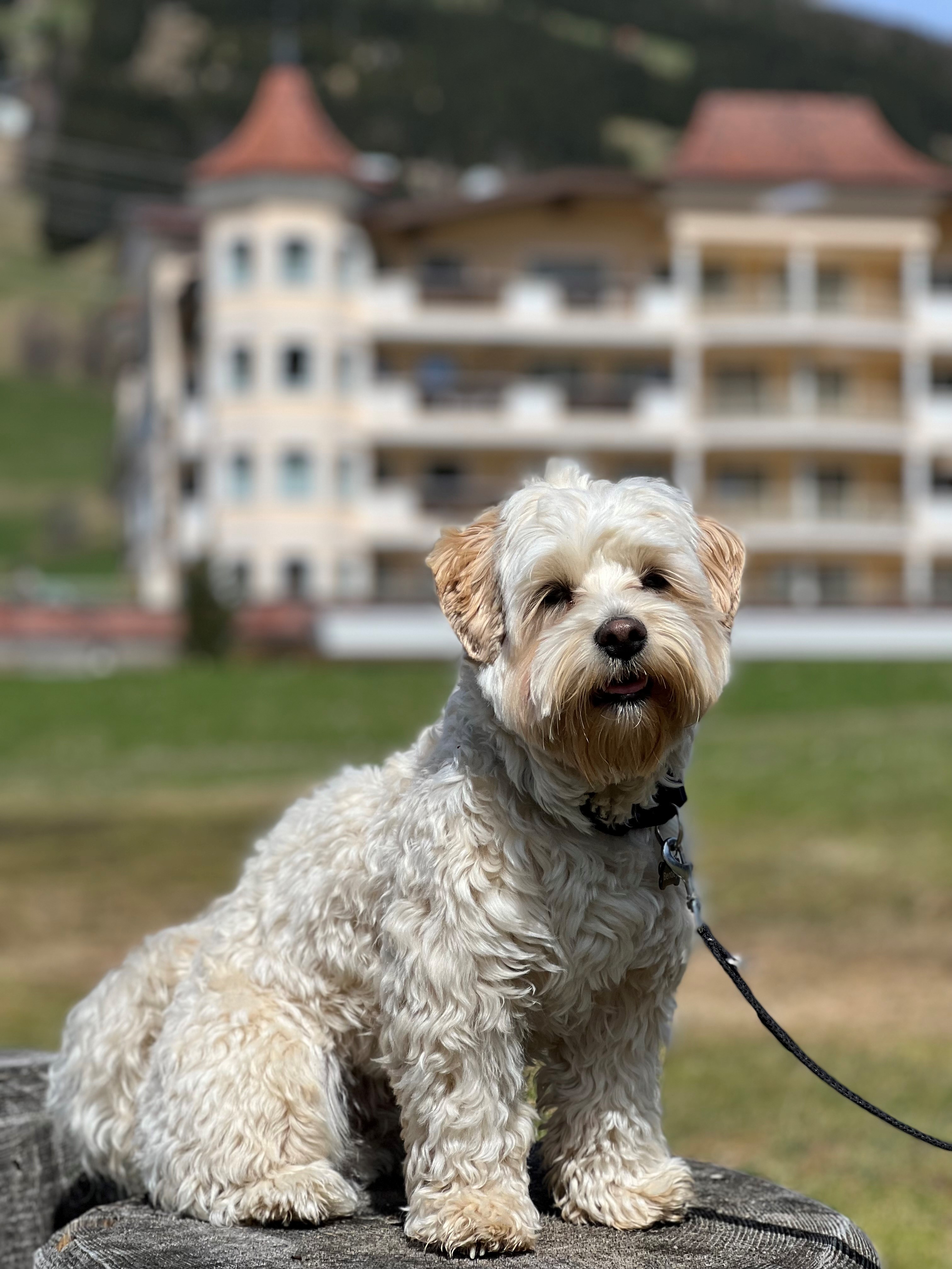 Traumhotel Alpina 4 Sterne Superior Luxushotel Ausflüge mit Hund Seewanderung und Talwanderung