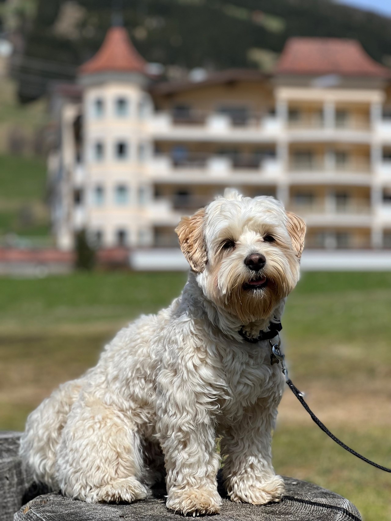 Traumhotel Alpina 4 Sterne Superior Luxushotel Ausflüge mit Hund Seewanderung und Talwanderung