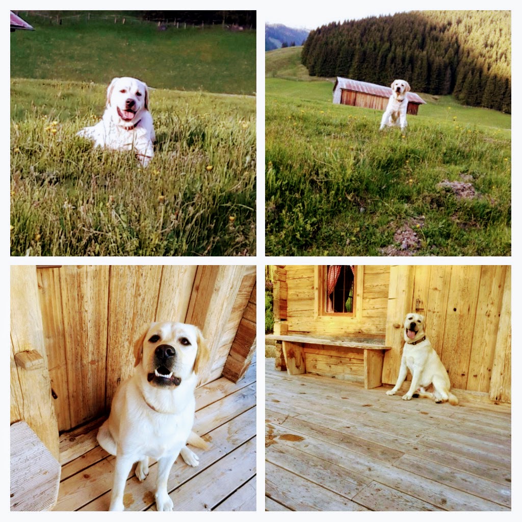 Urlaub-mit-Hund: Hotelhund Pauly - Traumhotel Alpina 4 Sterne Superior Luxushotel