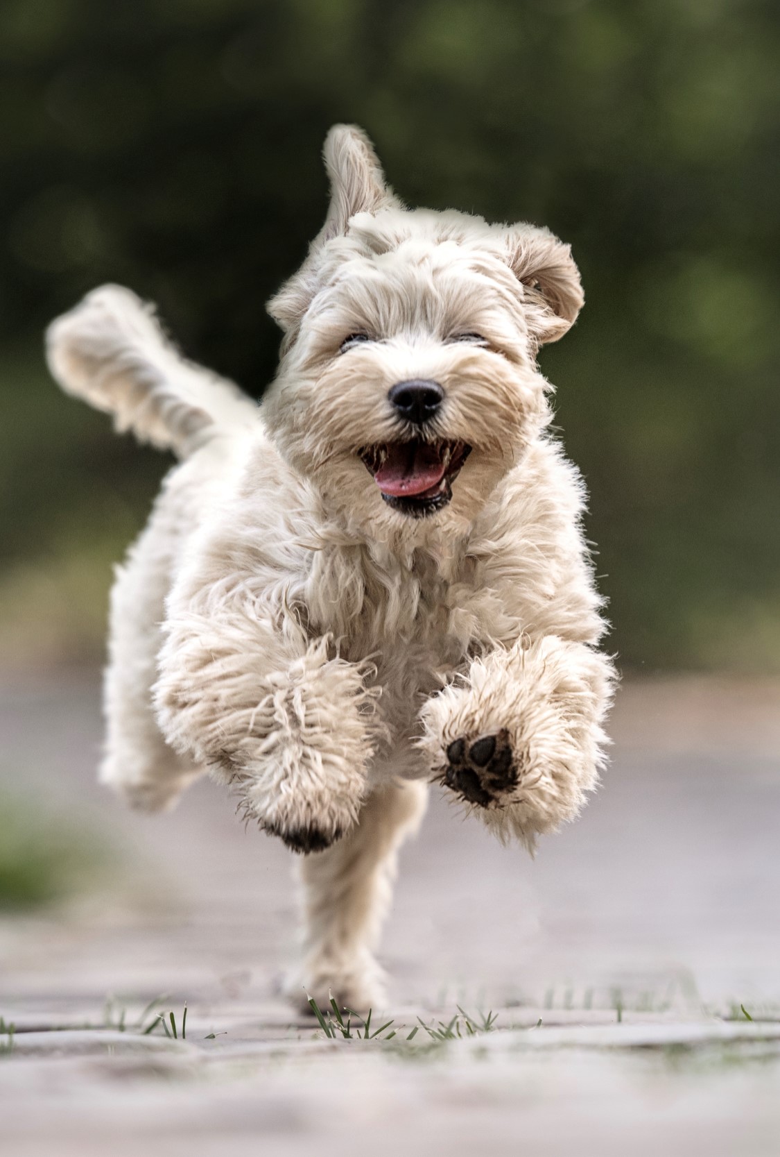Urlaub-mit-Hund: Bentley--- - Traumhotel Alpina 4 Sterne Superior Luxushotel