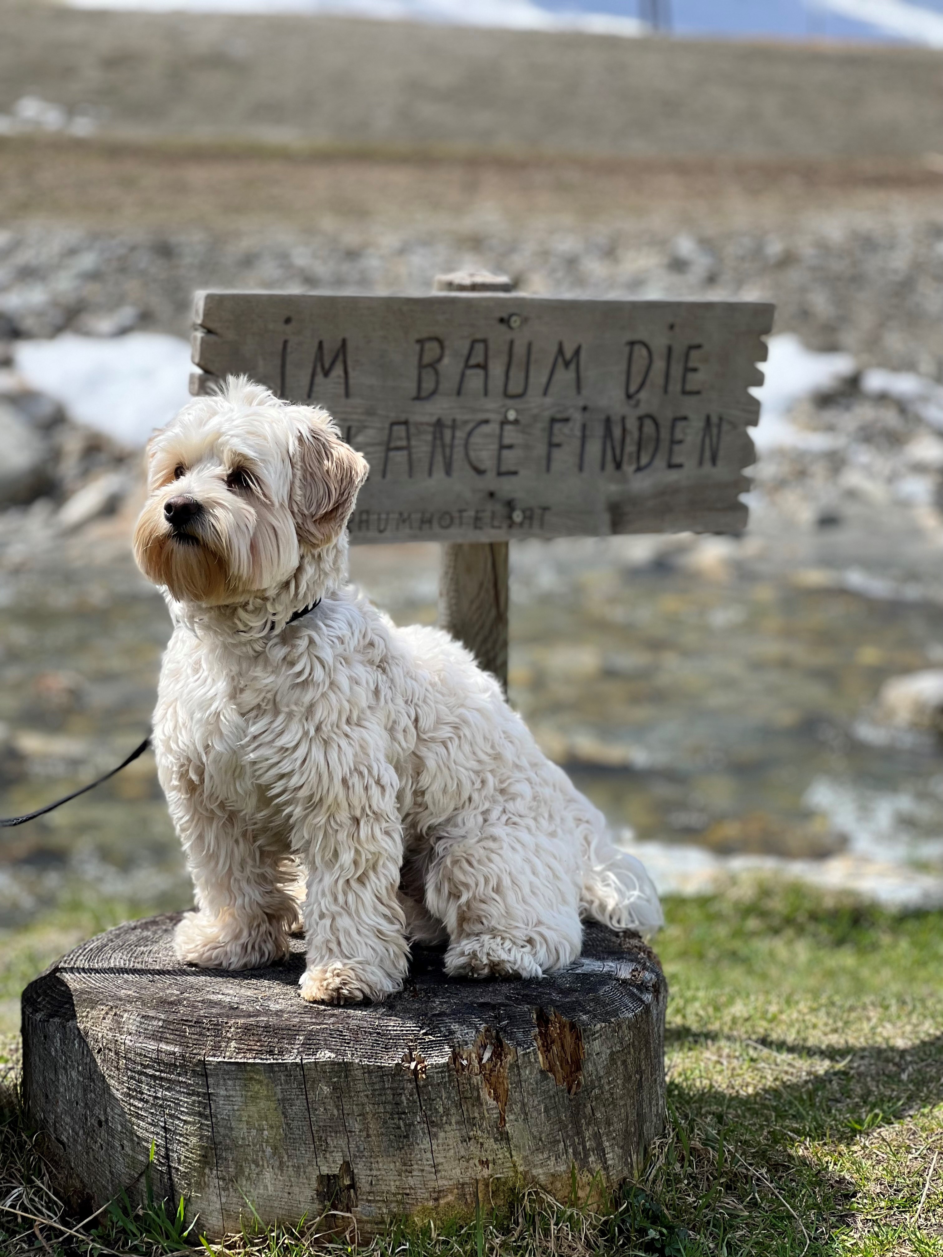 Hundehotel - Tiroler Unterland - Ruhe am Bach - Traumhotel Alpina 4 Sterne Superior Luxushotel