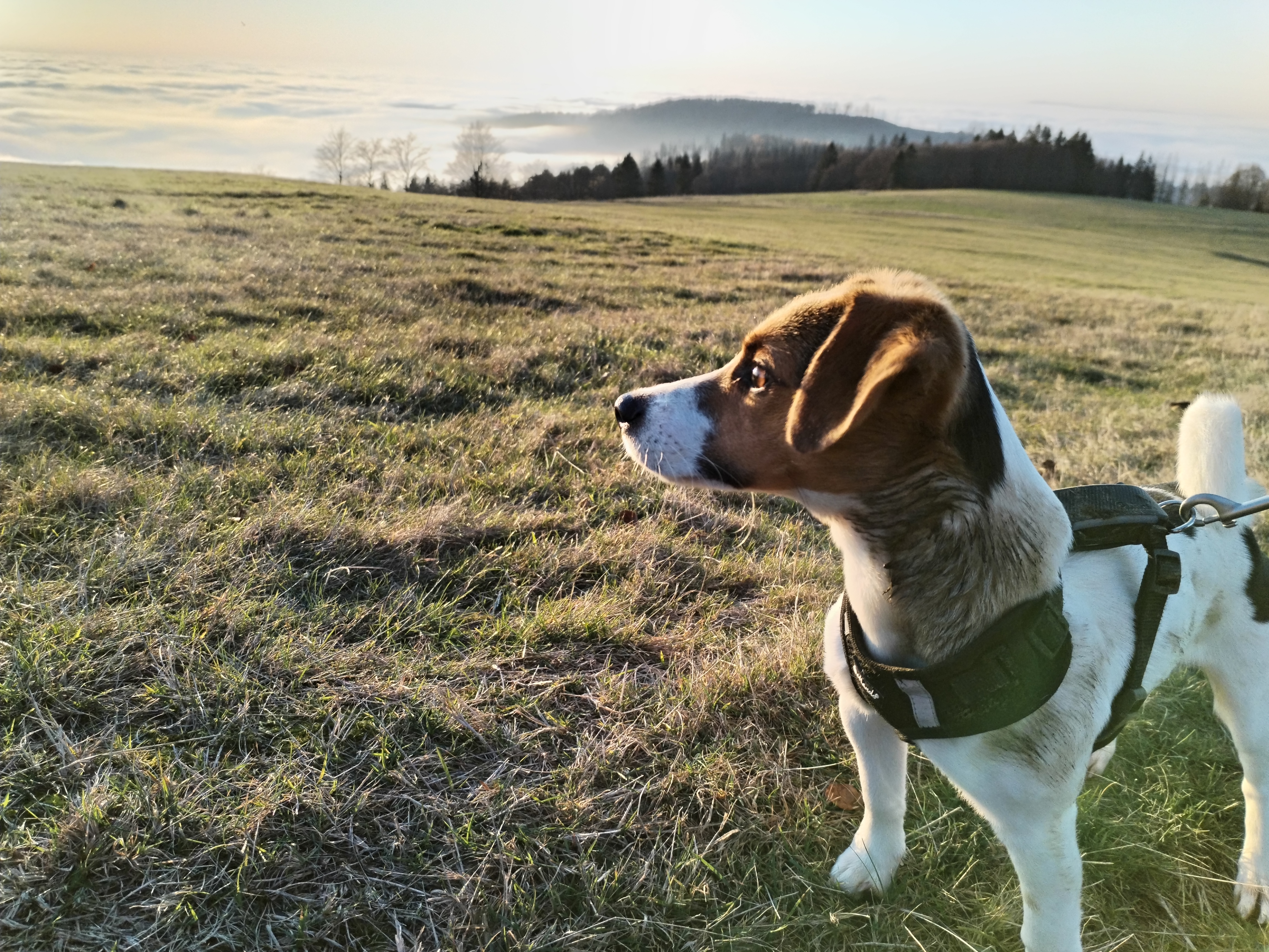 Urlaub-mit-Hund: Haus Oberland