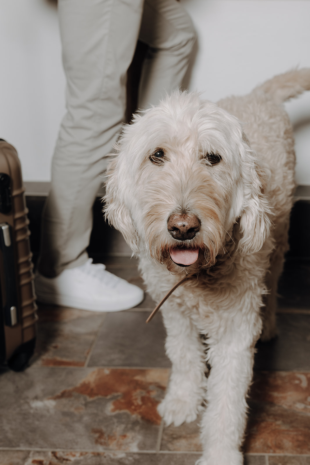Hundehotel - Hund im Restaurant erlaubt - ALMGUT Mountain Wellness Hotel