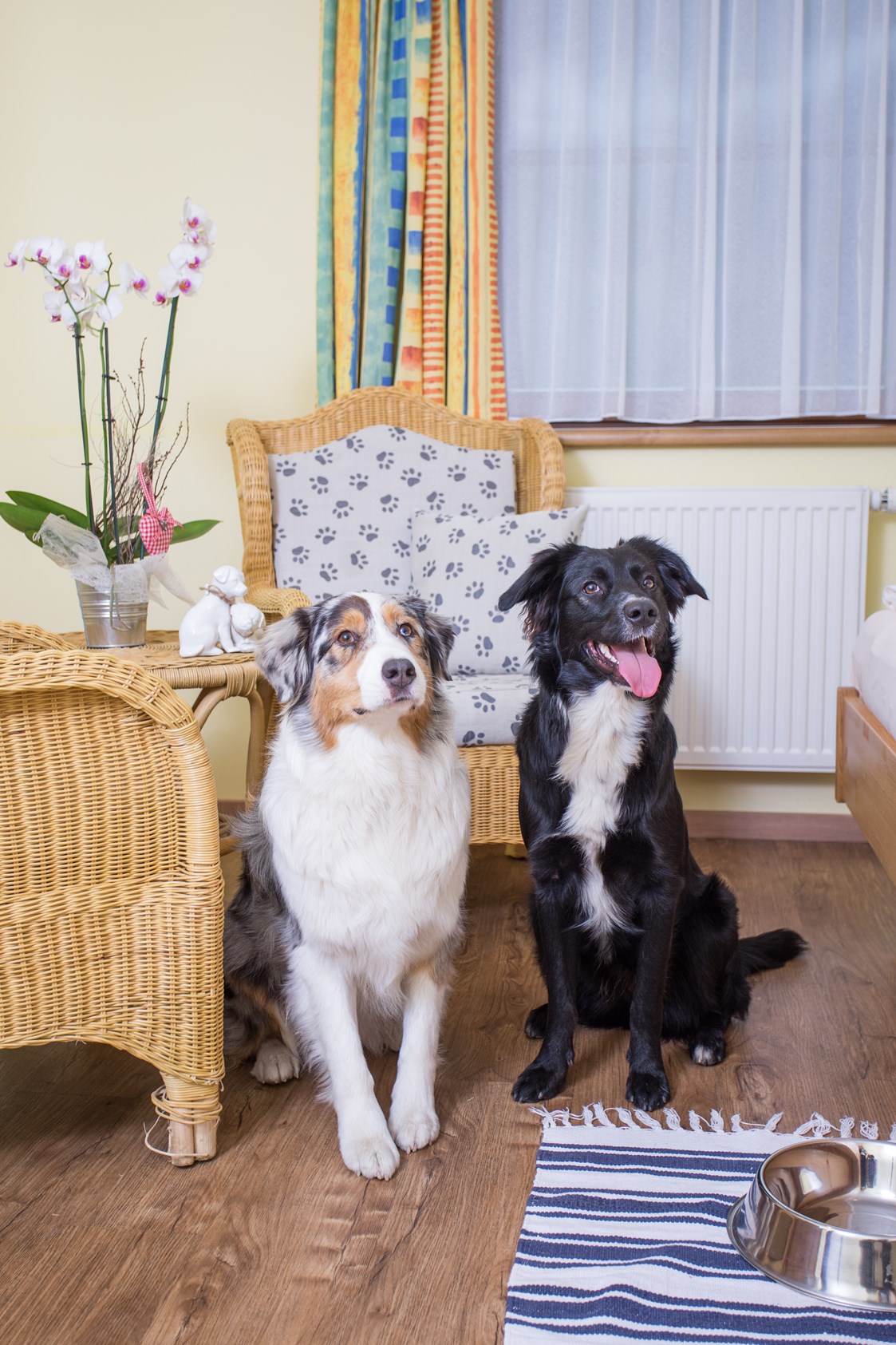 Urlaub-mit-Hund: Zimmer - Hotel Grimming Dogs & Friends