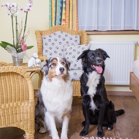 Urlaub-mit-Hund: Zimmer - Hotel Grimming Dogs & Friends