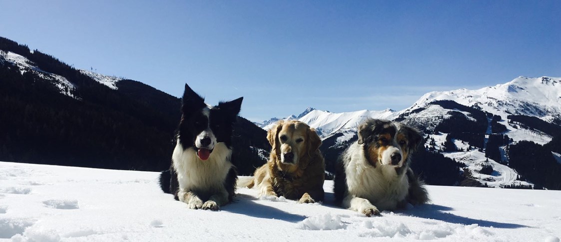 Urlaub-mit-Hund: Winterkulisse in Rauris - Hotel Grimming Dogs & Friends